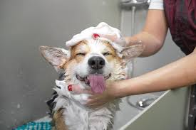 Large Bath & Dry (Long Hair)