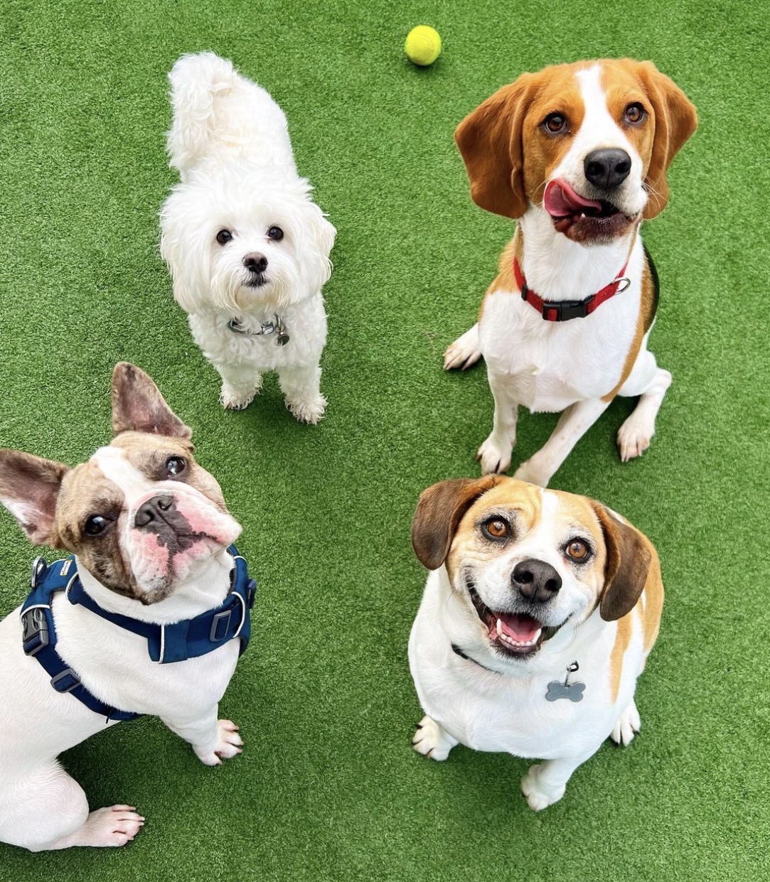 Half-Day Daycare – Small & Medium Dogs (Up to 5 hours)