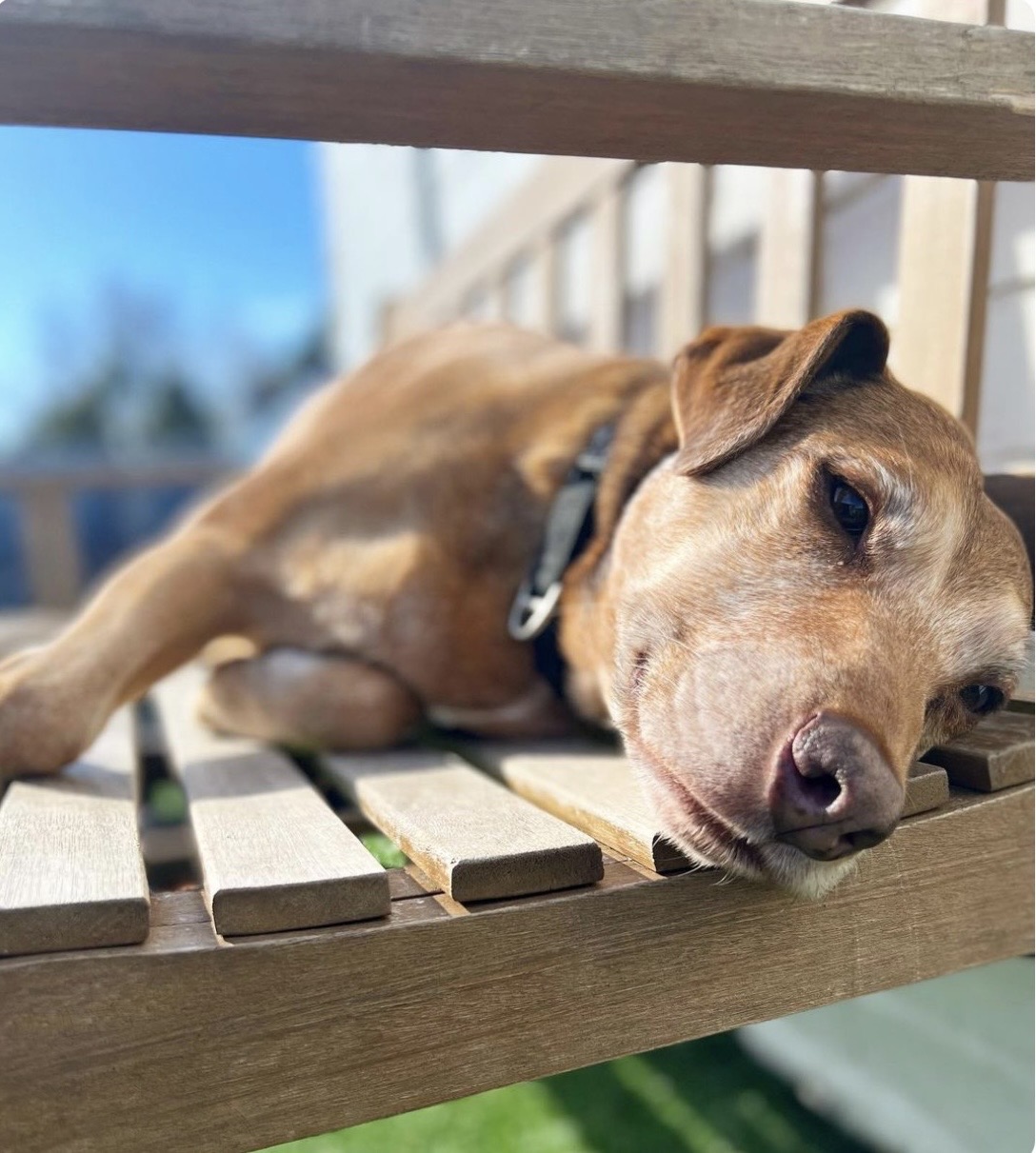 Half-Day Daycare – Large Dogs 25kg+ (Up to 5 hours)