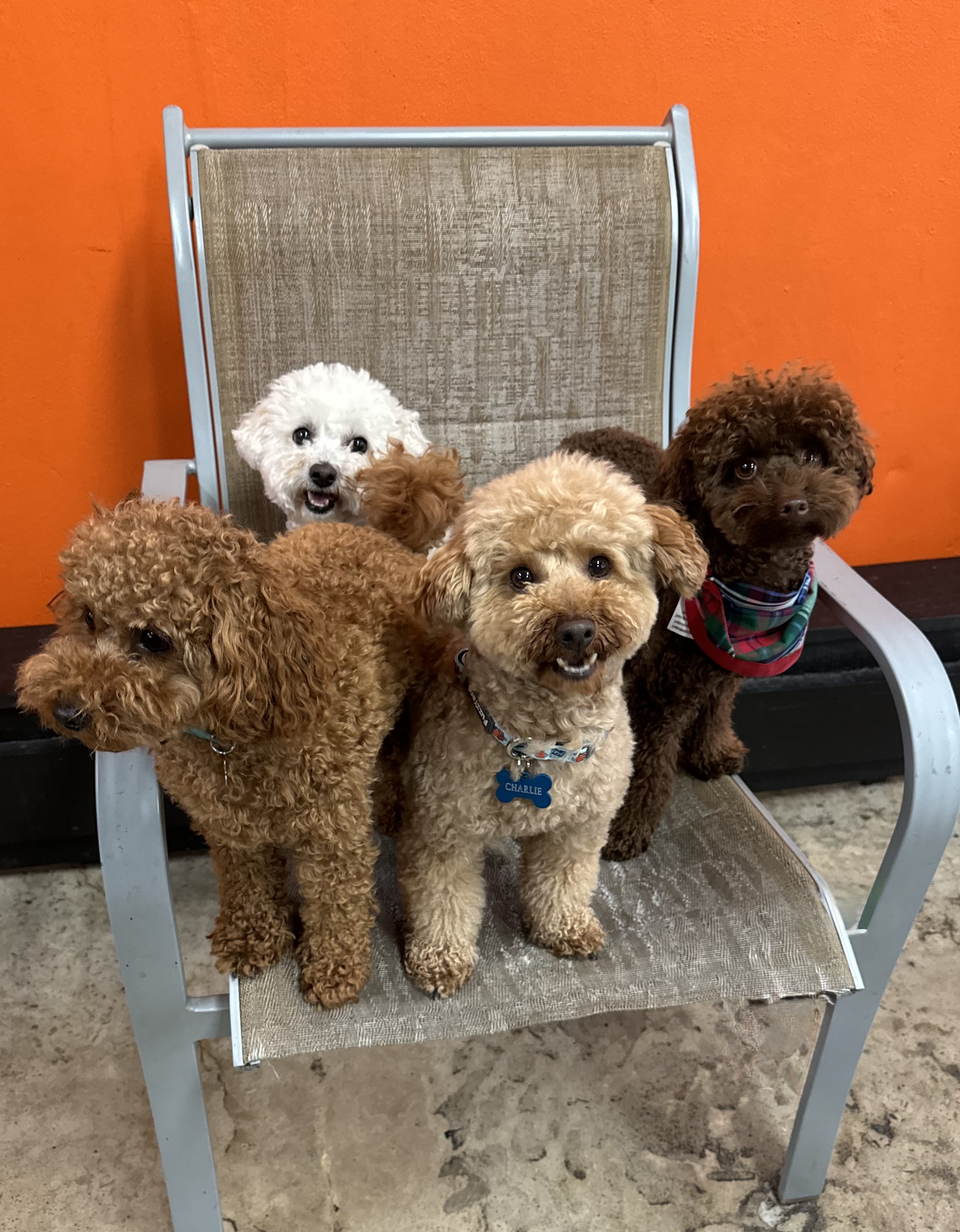 Dog Boarding Enrolment/Trial Day