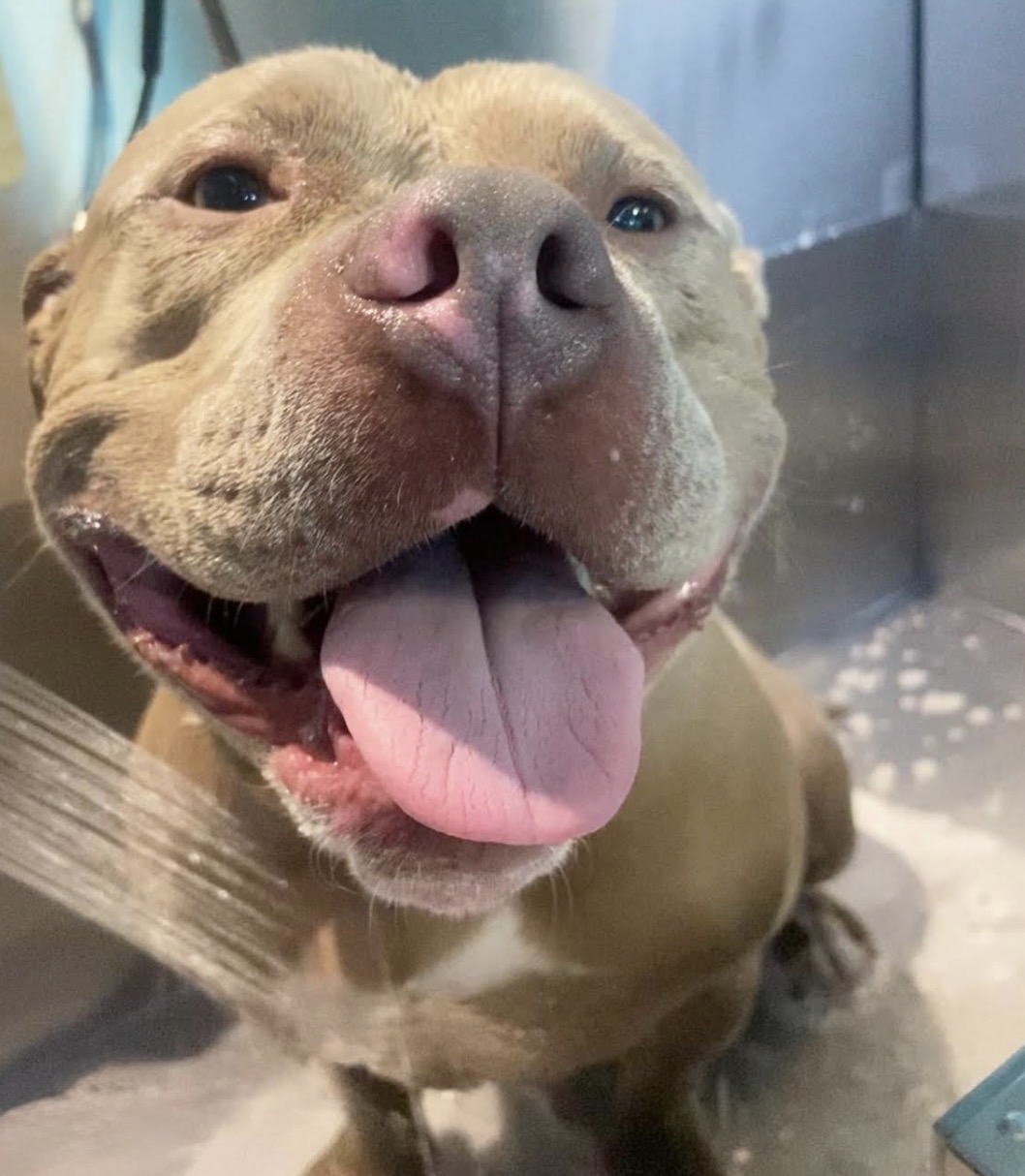 Dog Wash and Pamper Services