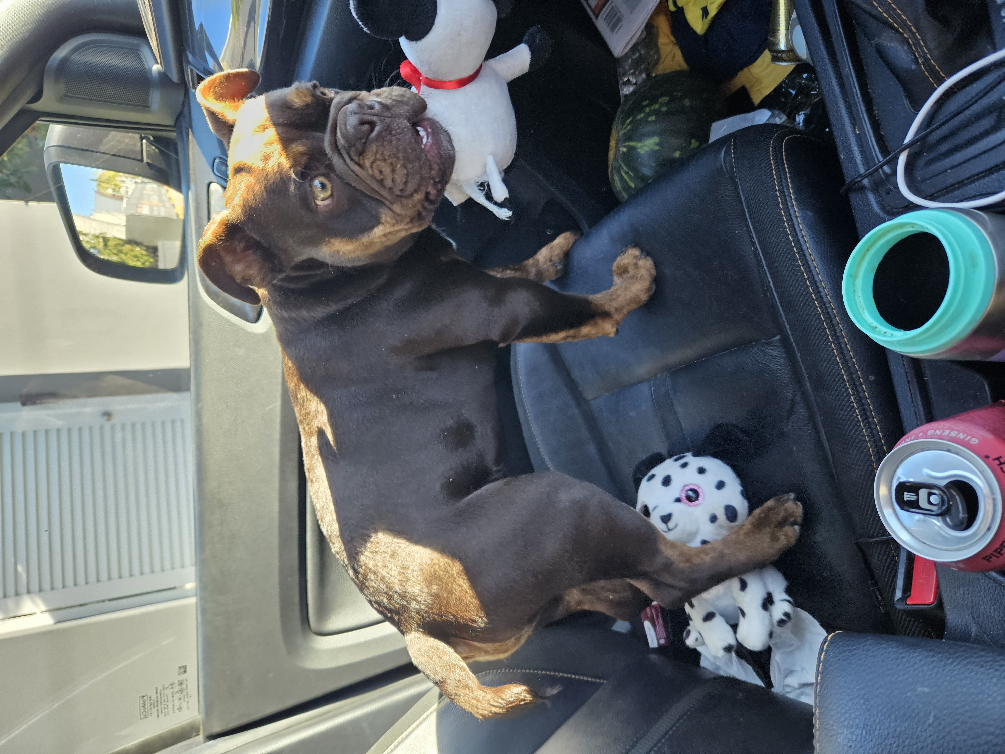 DogEd Group pet services