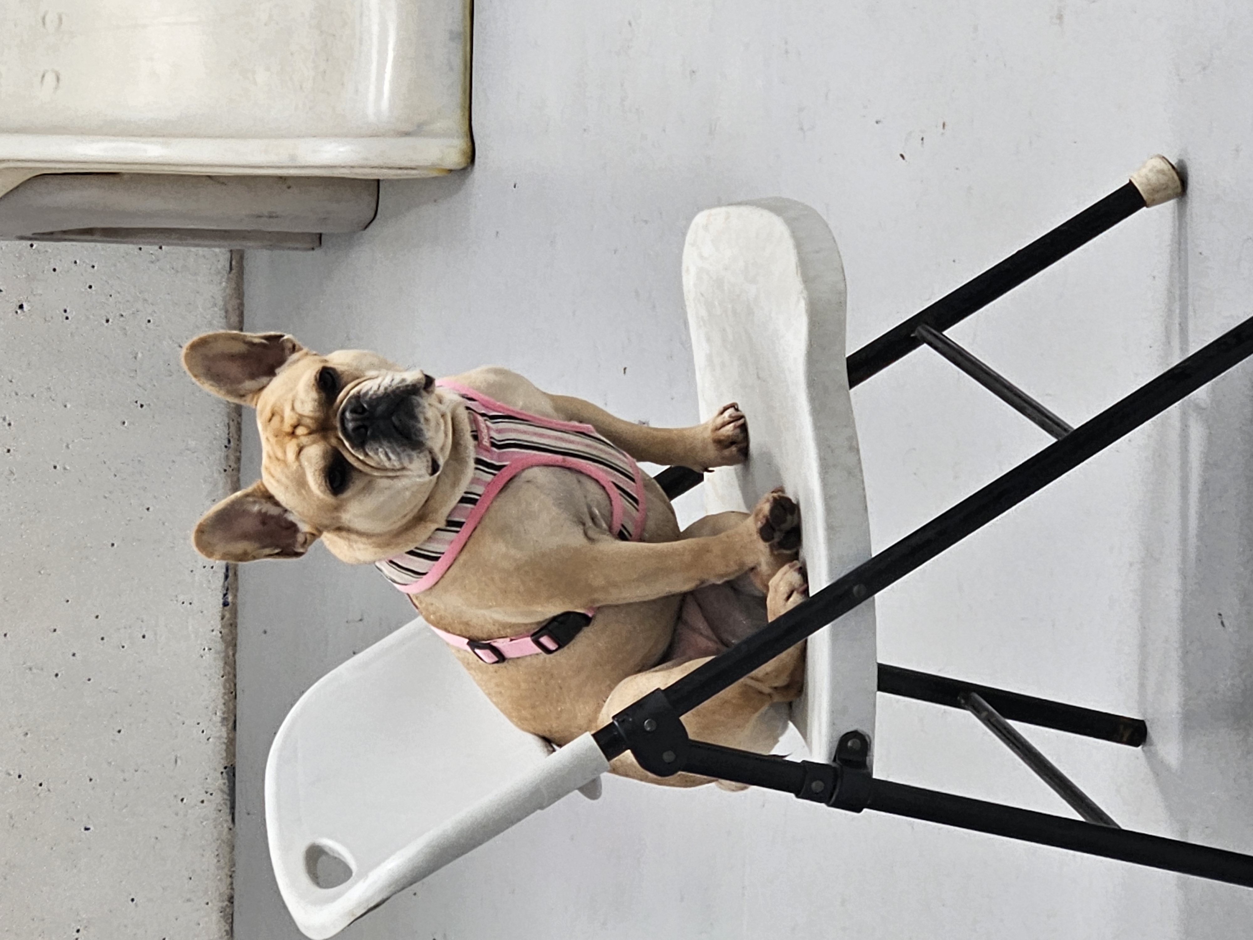 DogEd Group pet services