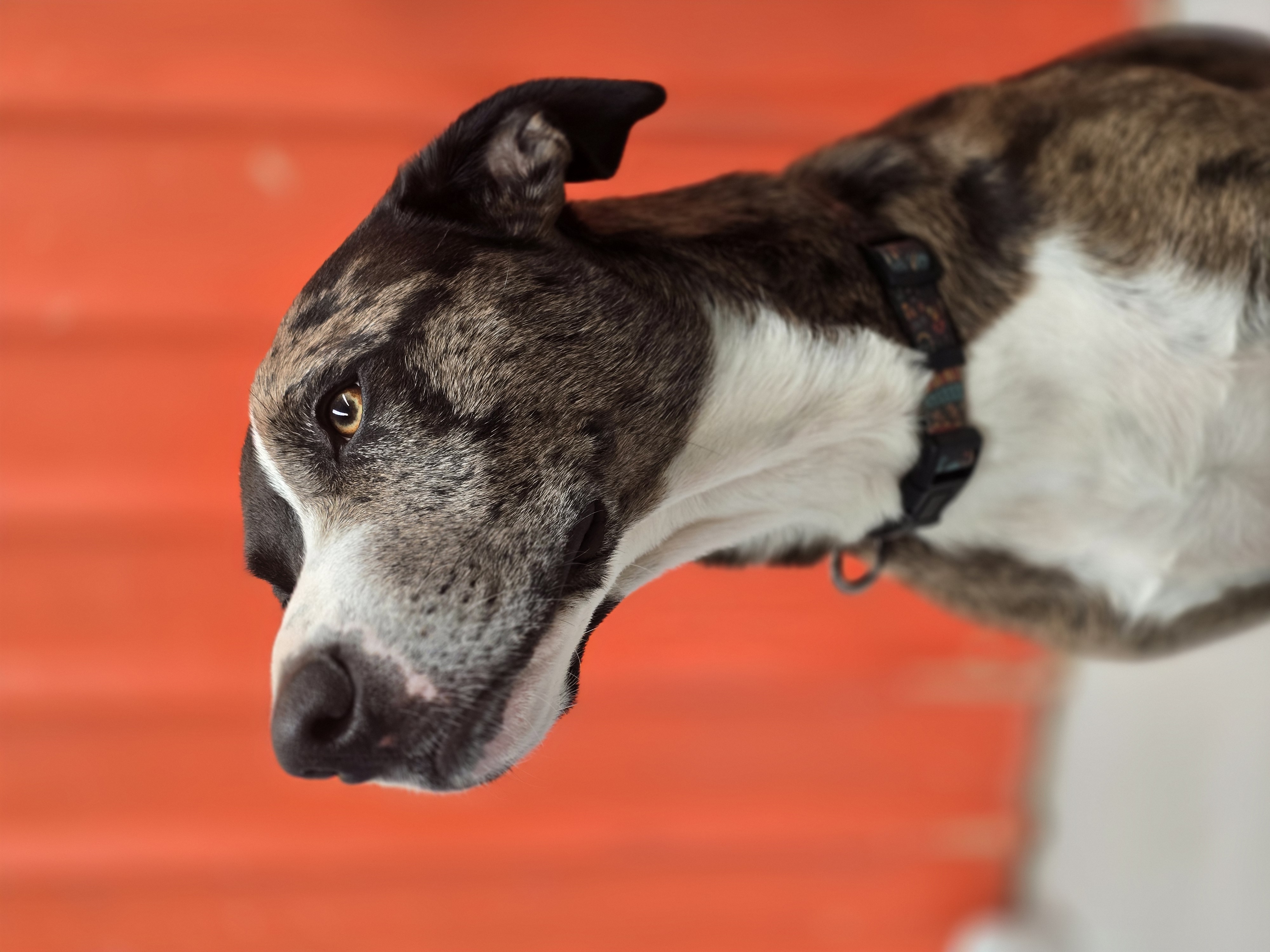 DogEd Group pet services