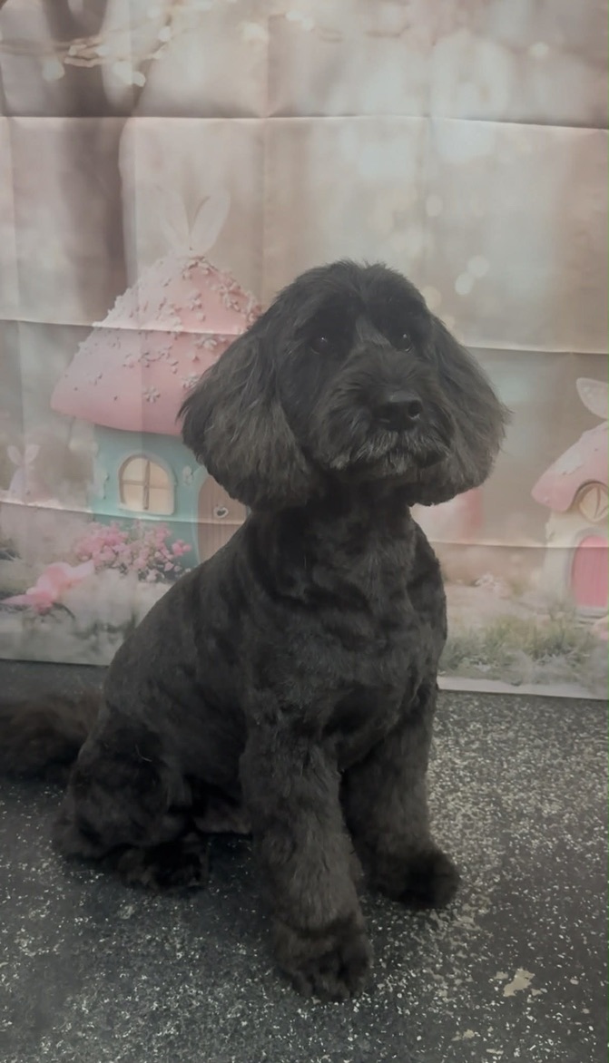 GOLD Breed Specific Med/Large 15-22kgs