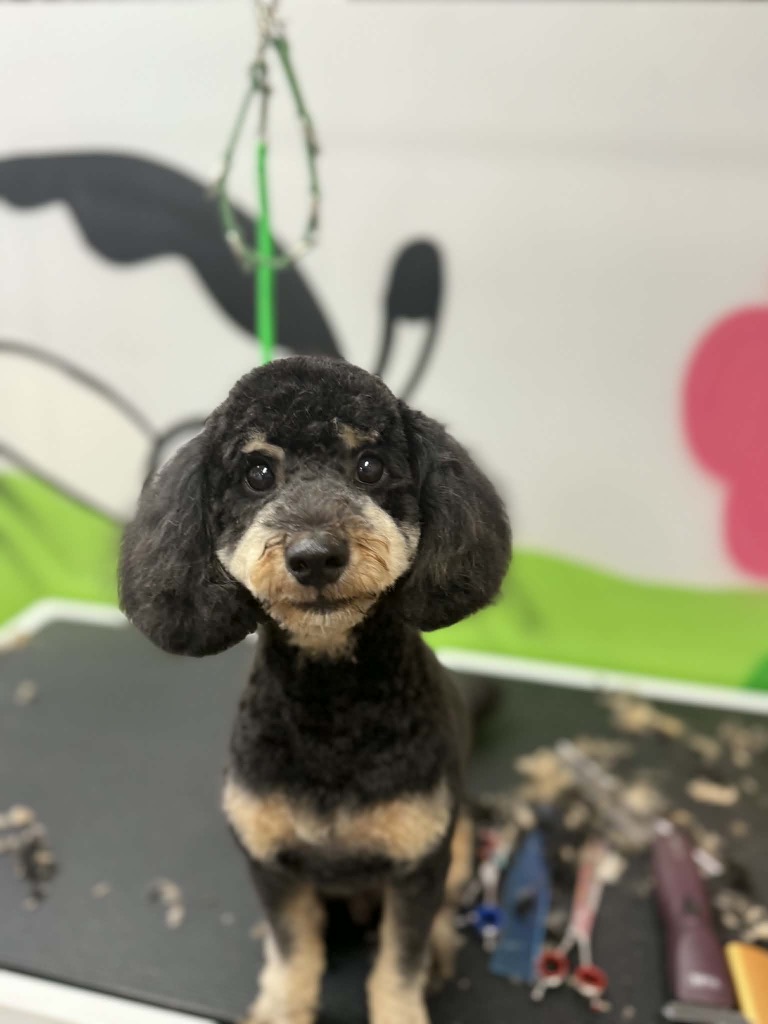 Bath & Blowdry SHORT Small 0-10KGS