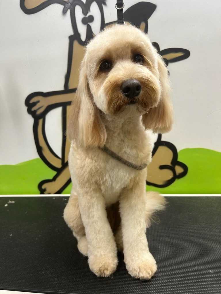 Bath & Blowdry SHORT Medium 10-15kgs