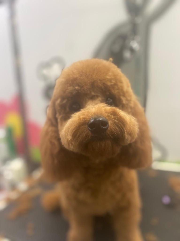 Bath & Blowdry LONG Small 0-10kgs