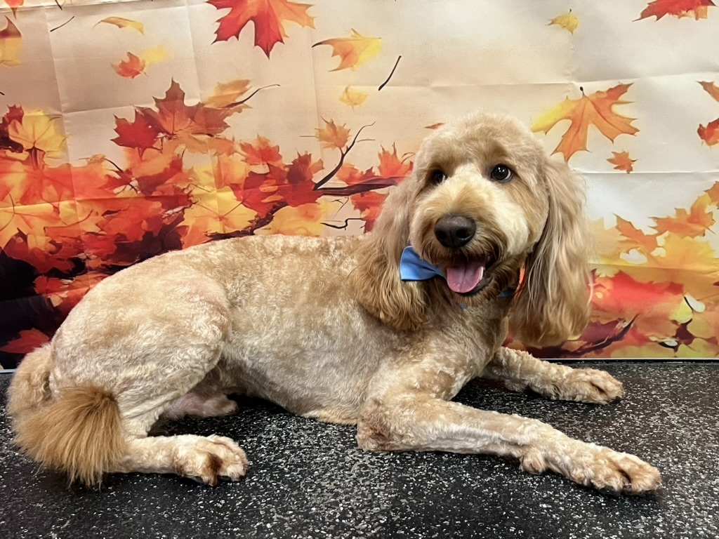 Bath & Blowdry LONG Large 22-36kgs