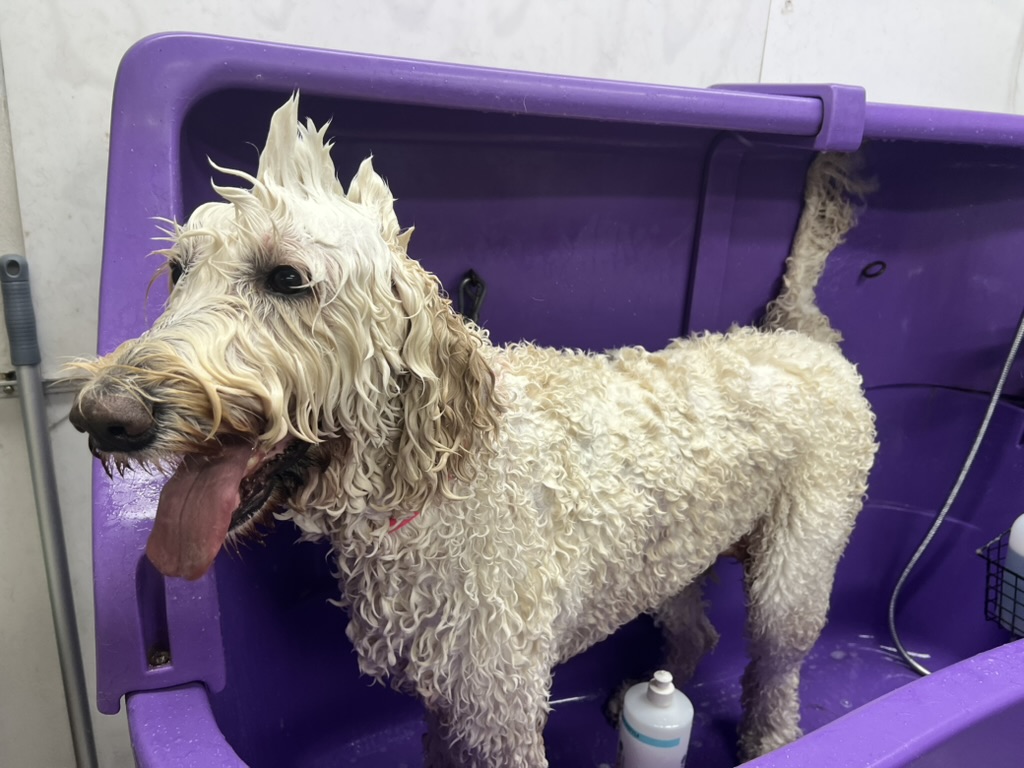 Bath & Blowdry LONG Giant 36+kgs