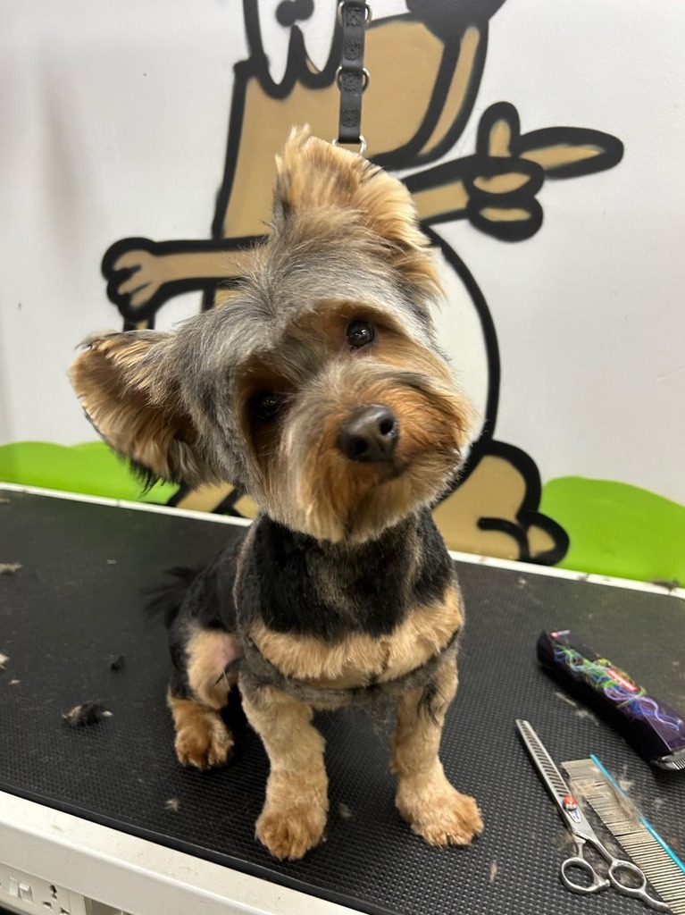 Daycare Additional Time (with Groom)