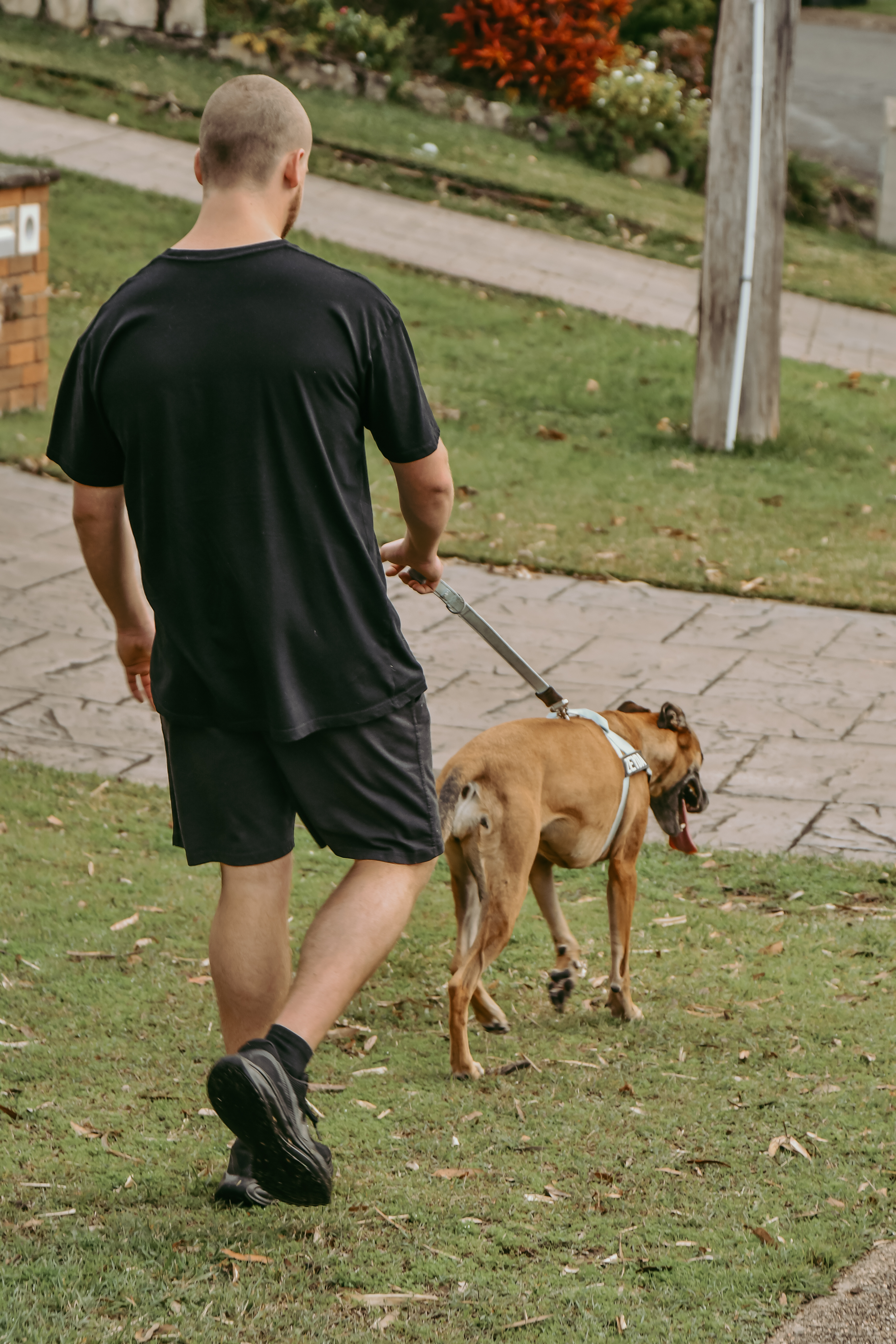30 Minute Dog Walk