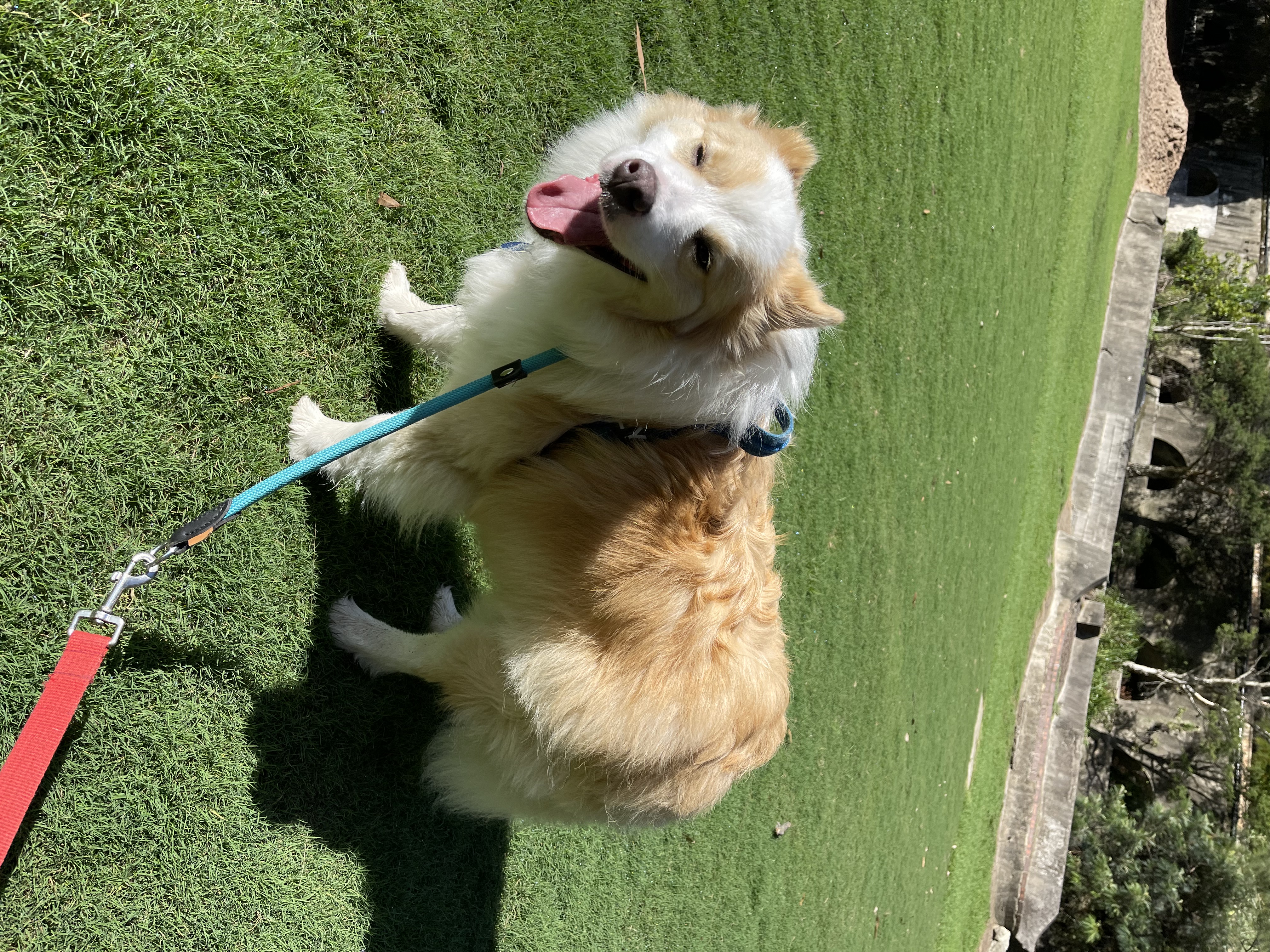 Solo/Training Walk