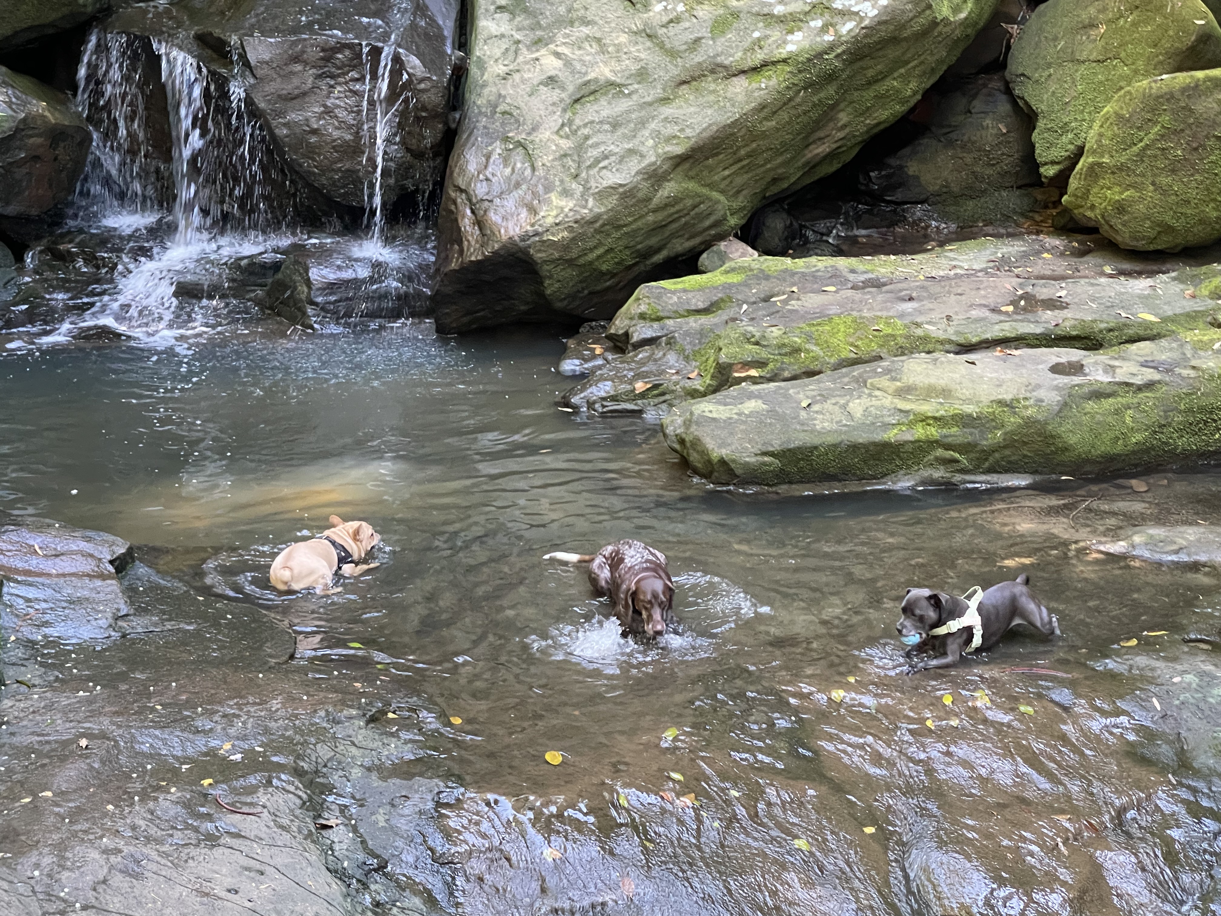 Group Pack Walk