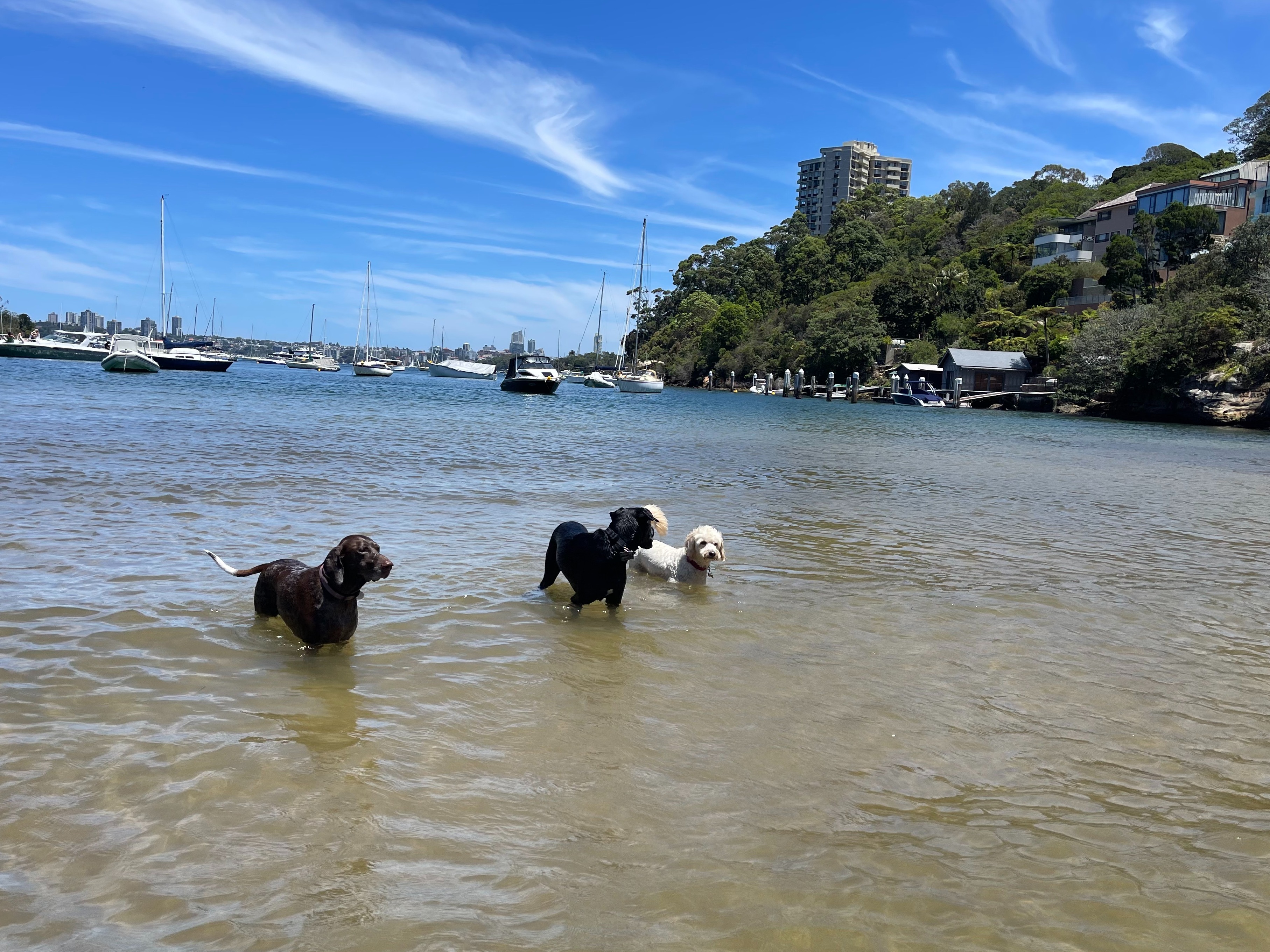 Group Pack Walk