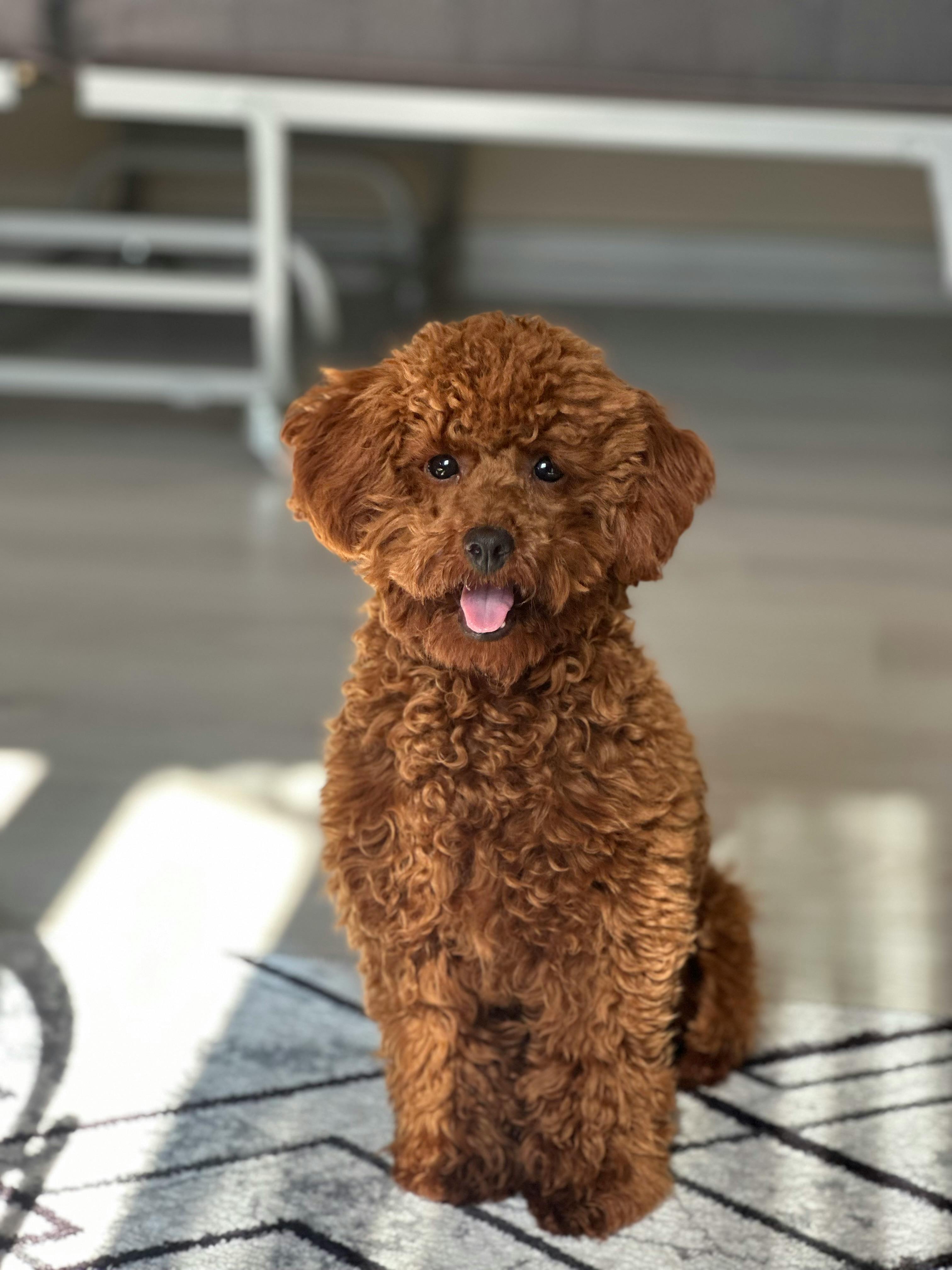 Toy Oodle