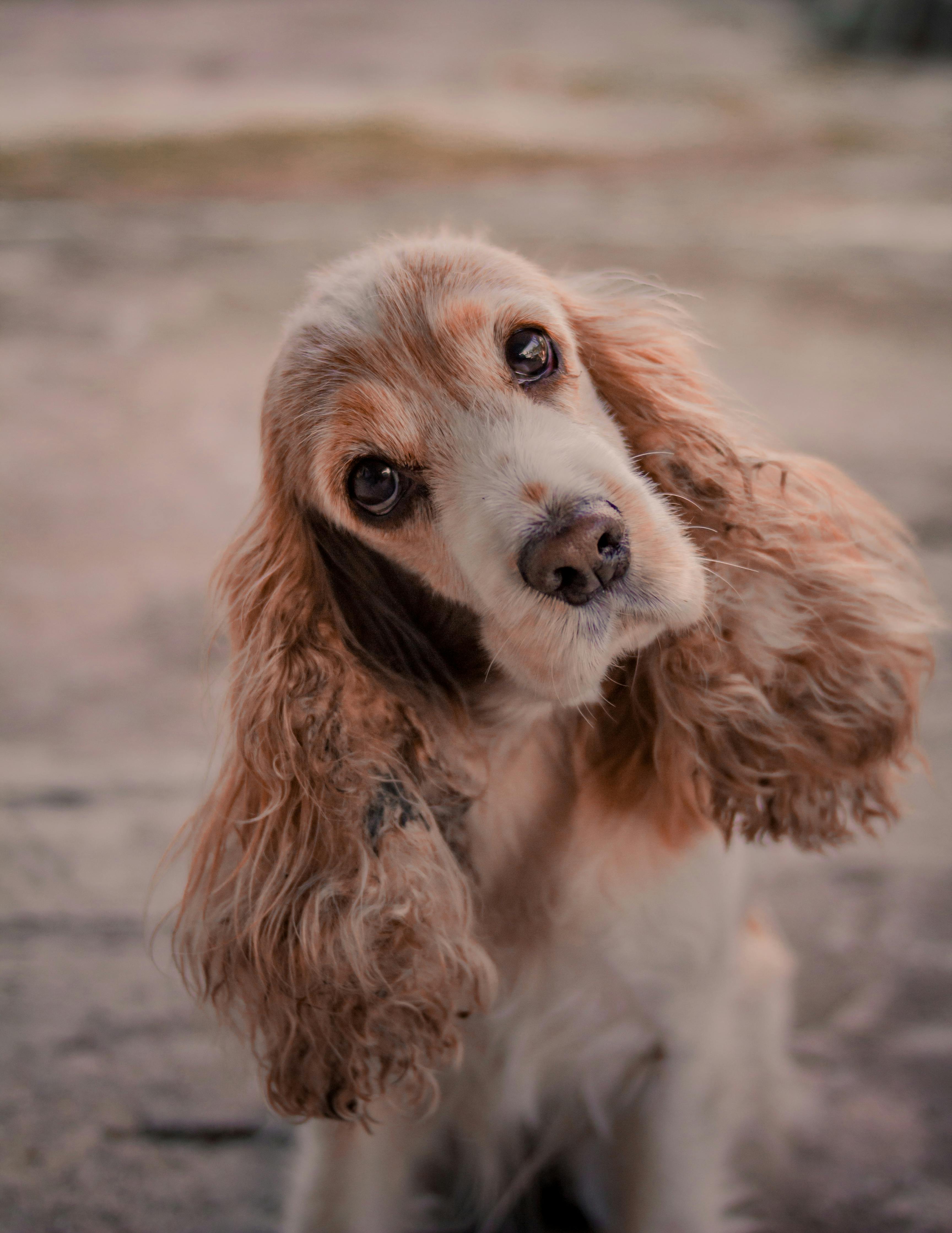 Medium Oodle / Spaniel