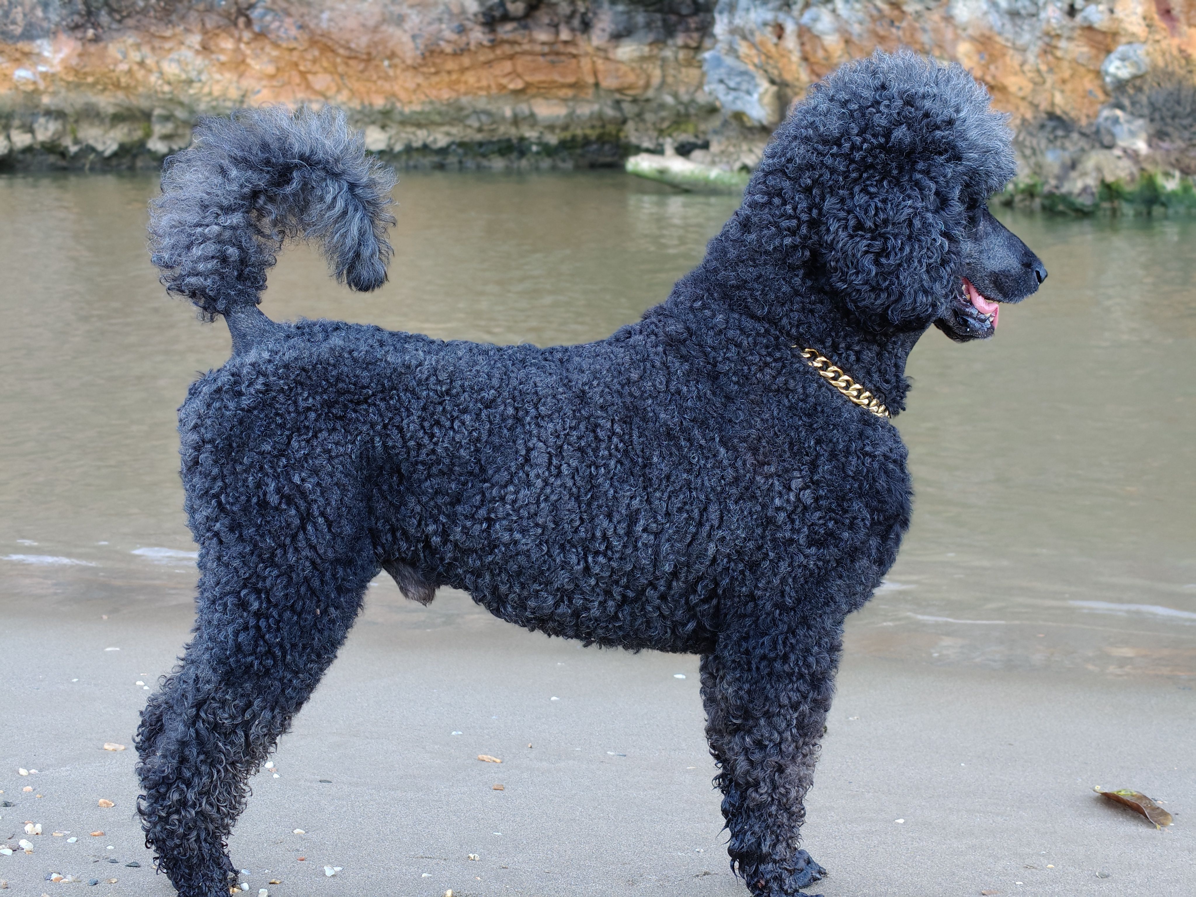 Large Oodle / Spaniel