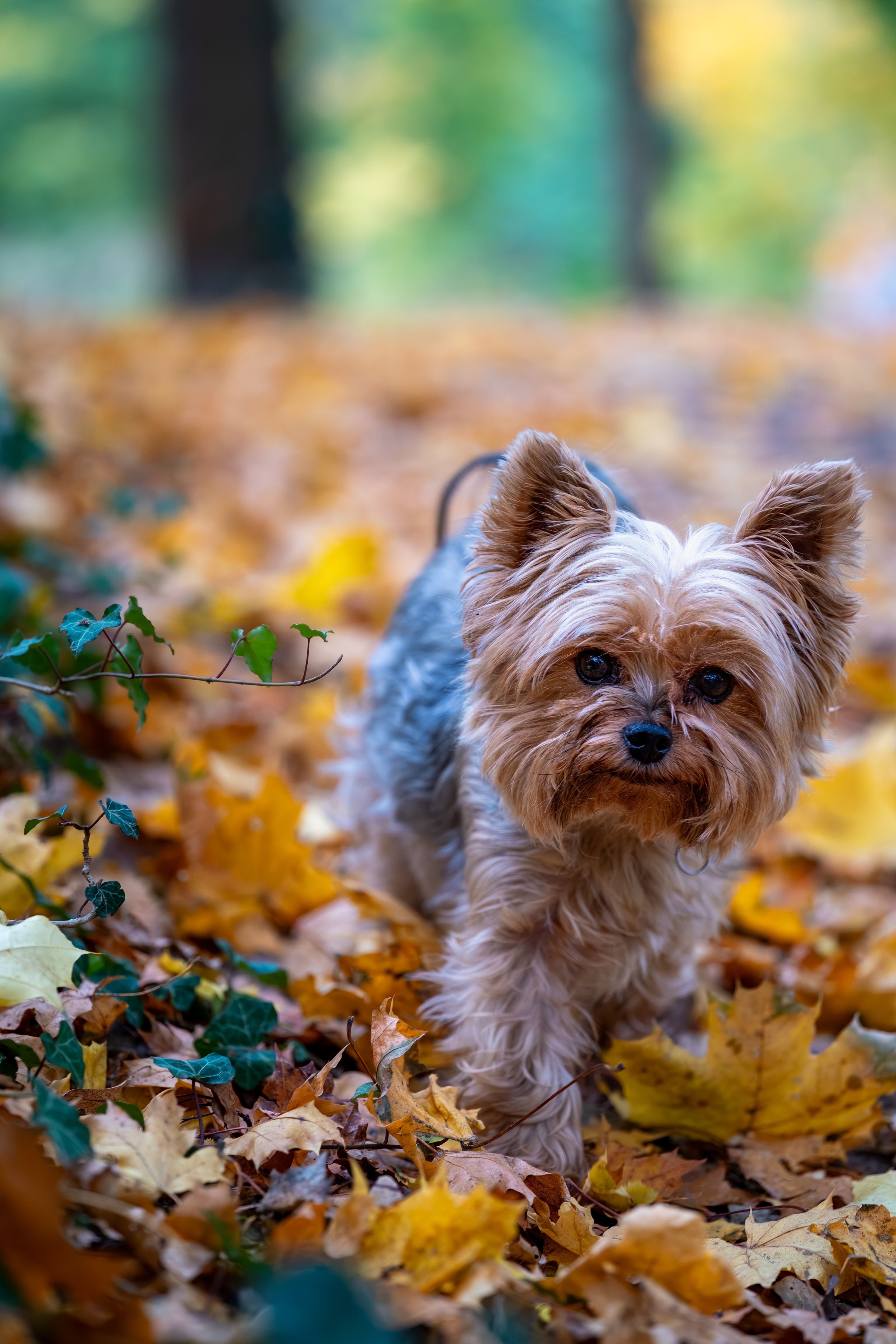 Small Standard Groom