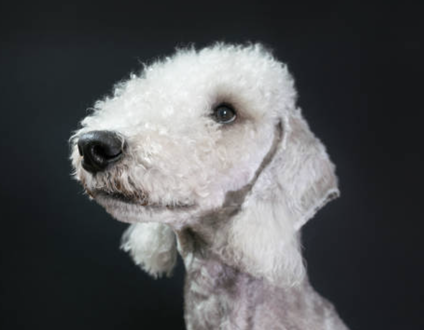 Medium Full Groom