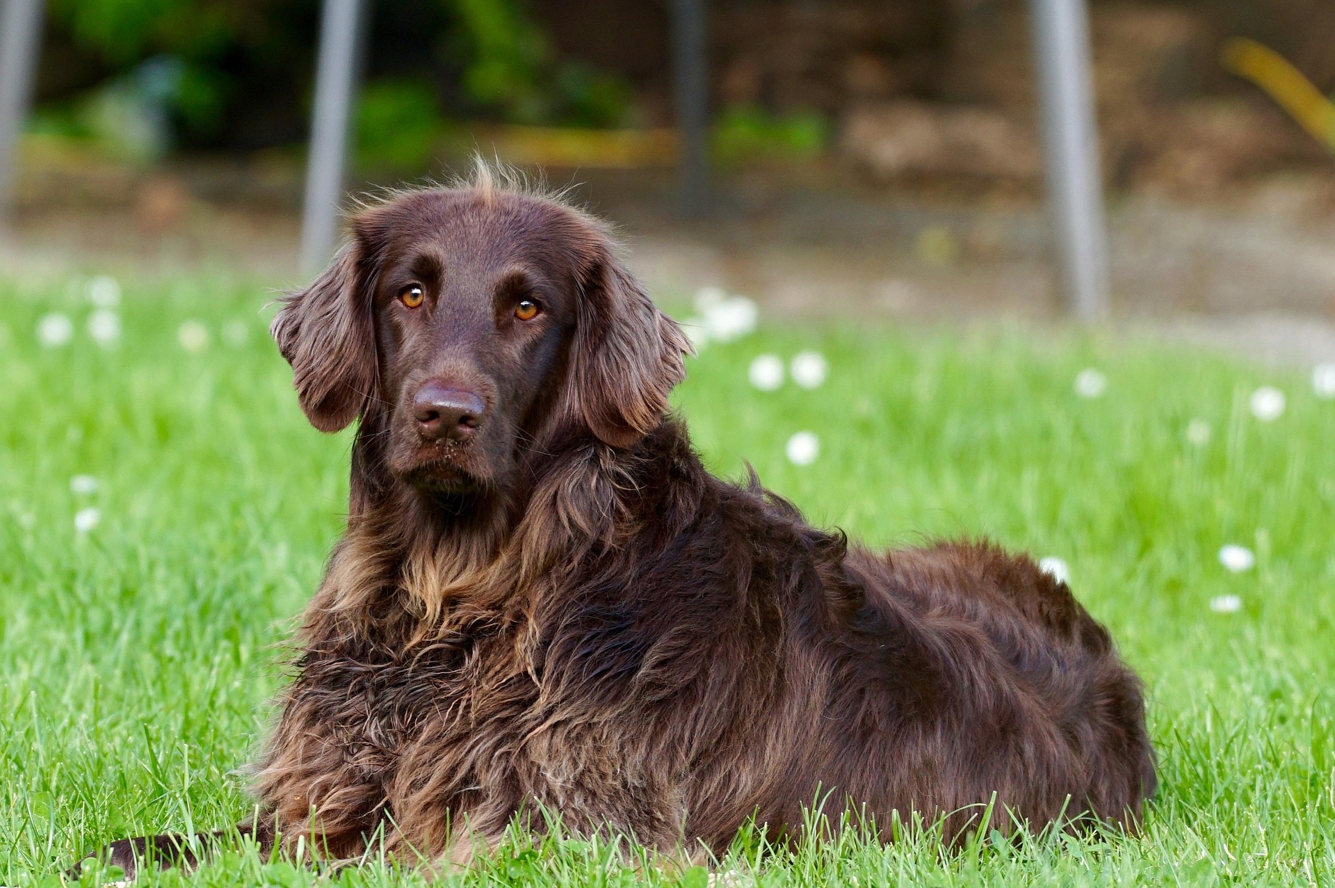 Medium Long or Thick Haired Bath