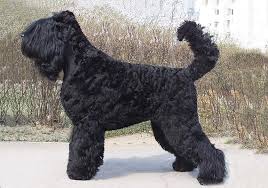 Extra Large Long or Thick Haired Bath