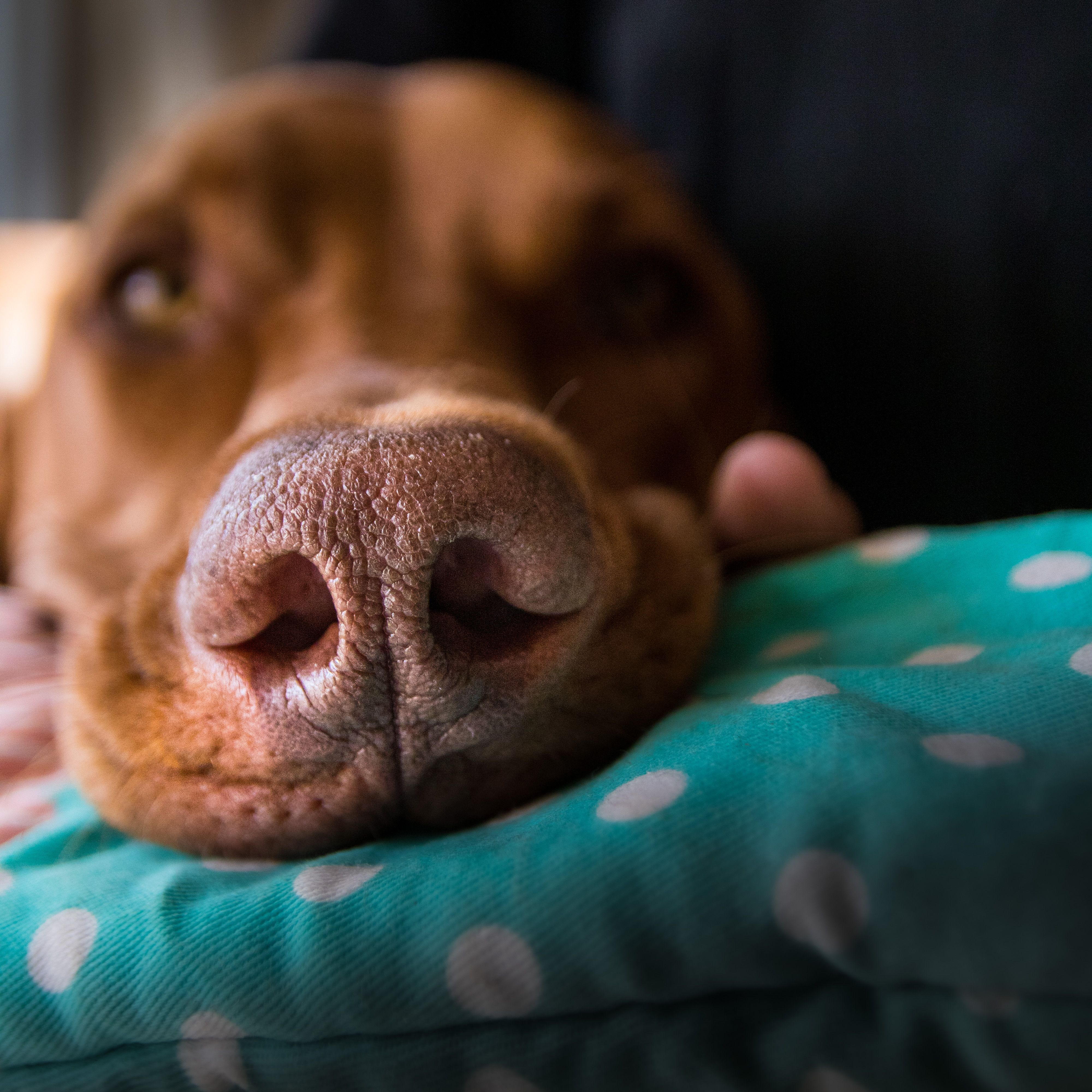 Nose and Paw hydrating Balm