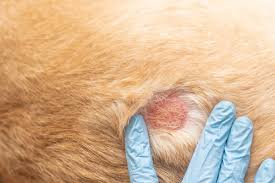 Skin Health Check