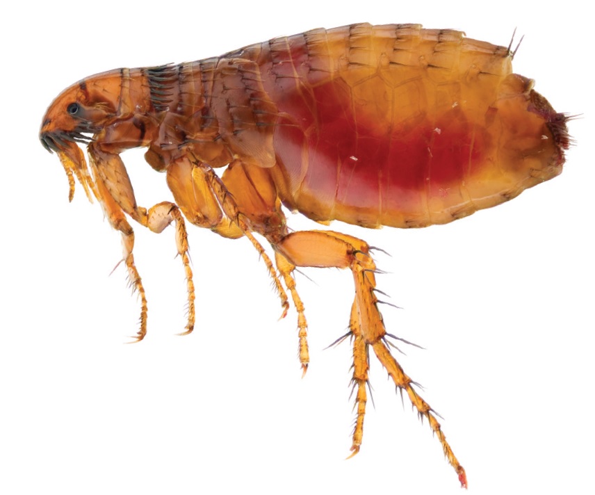 Flea Treatment with Active Fleas