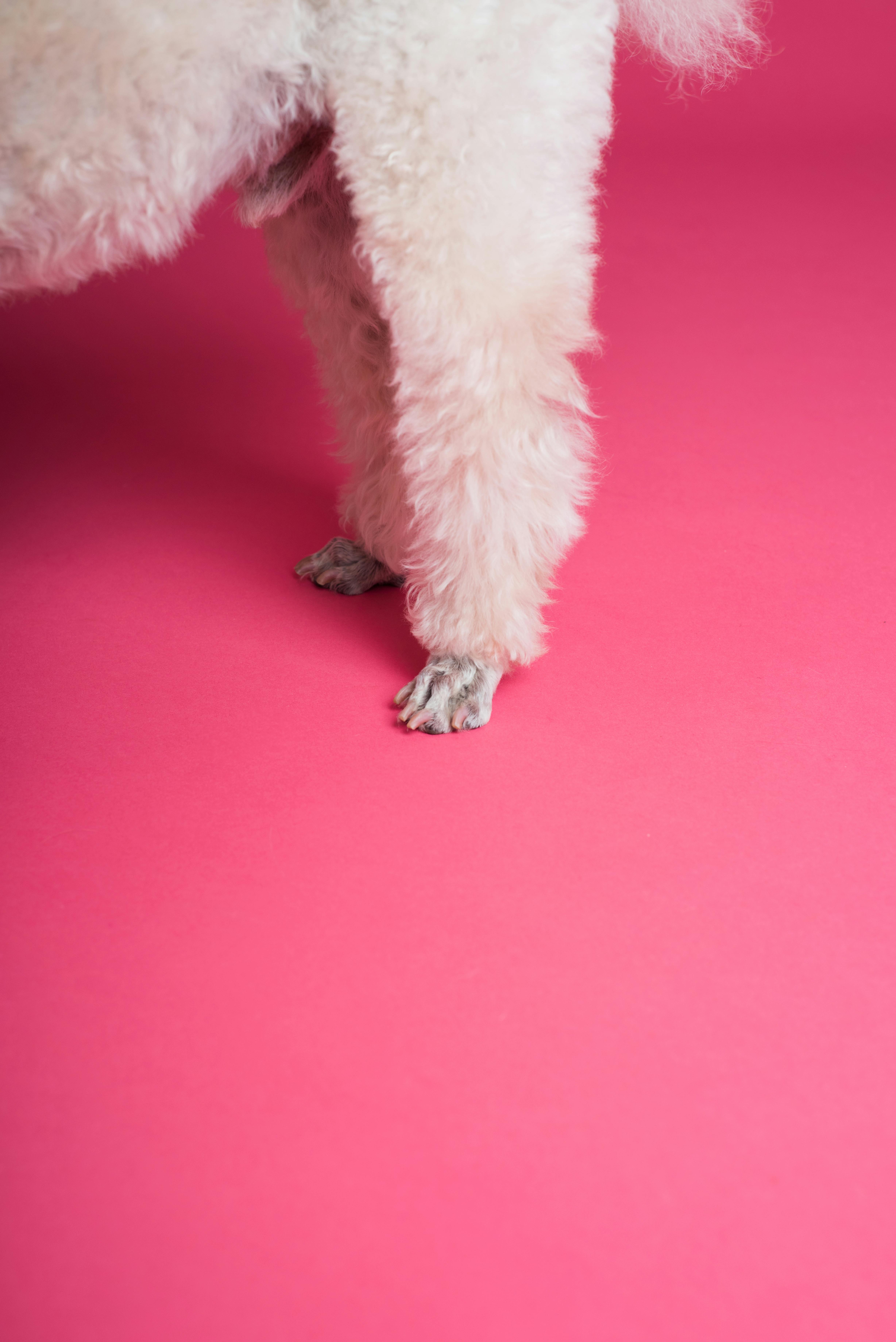 Poodle Feet