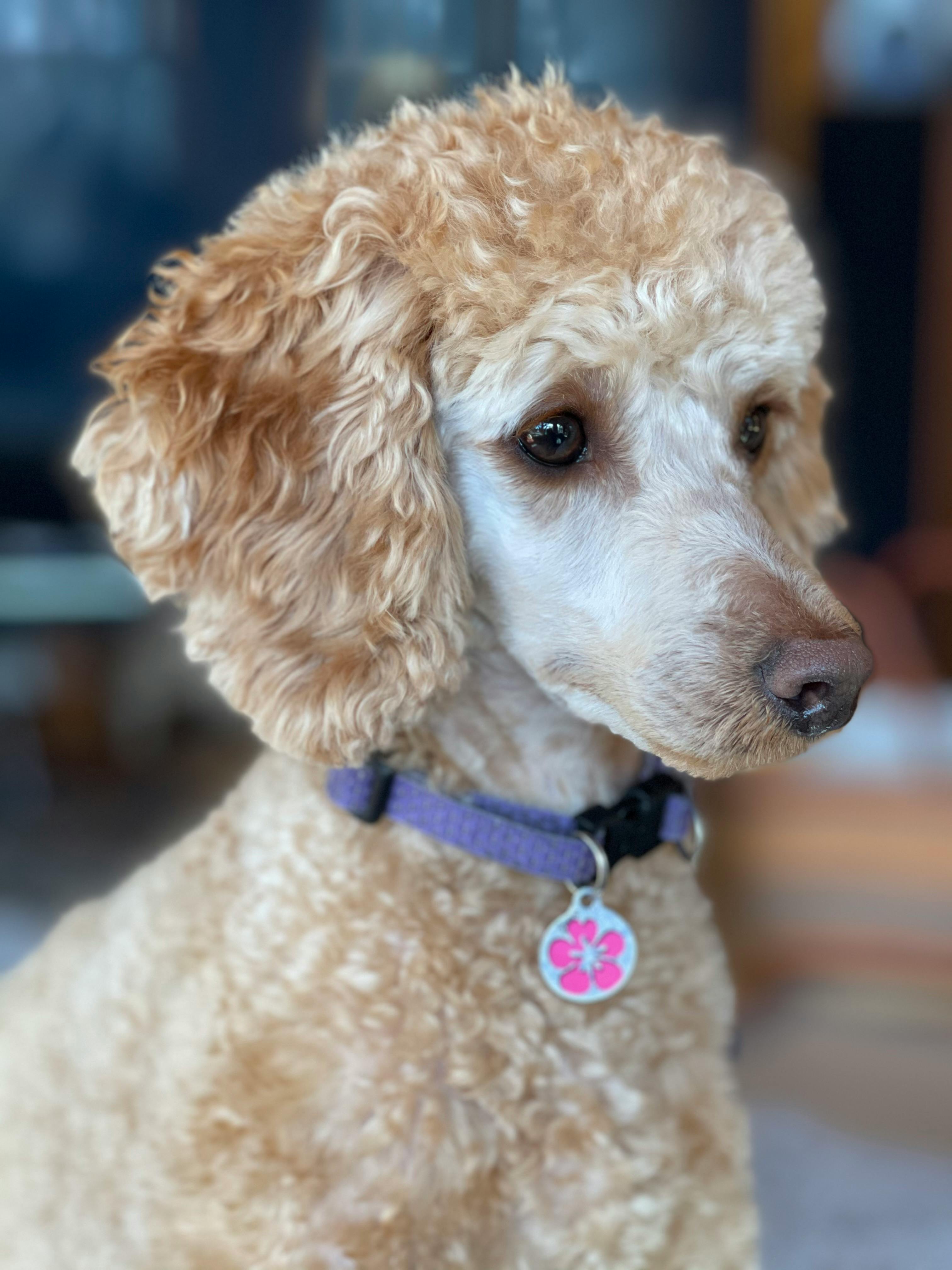 Poodle Face