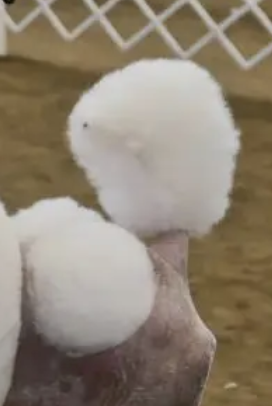 Pop Pom Tail