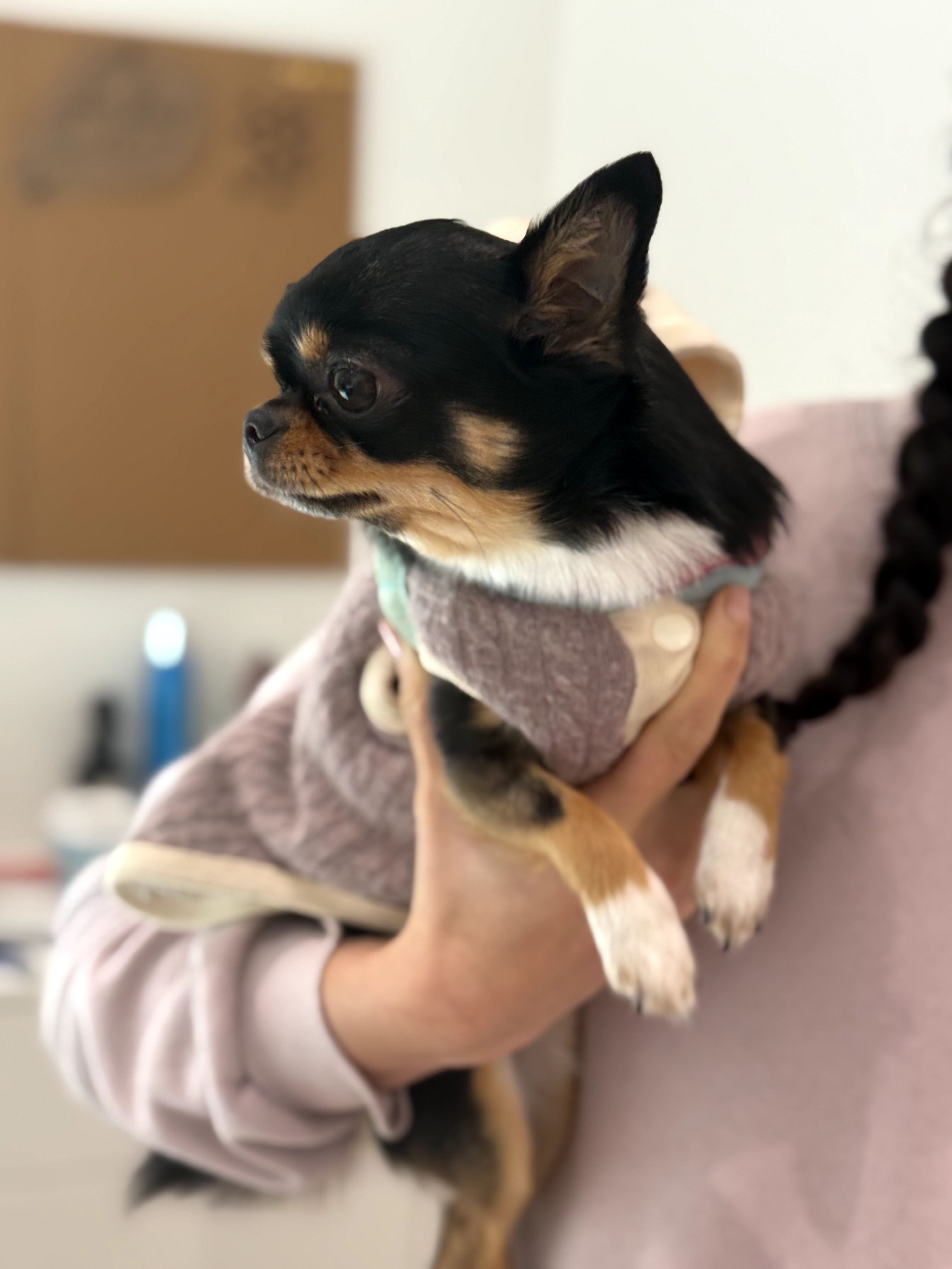 Pawdicure