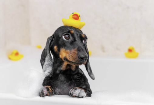 Bath & Blow-Dry: XS
