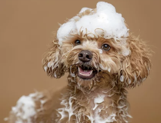 Puppy Groom