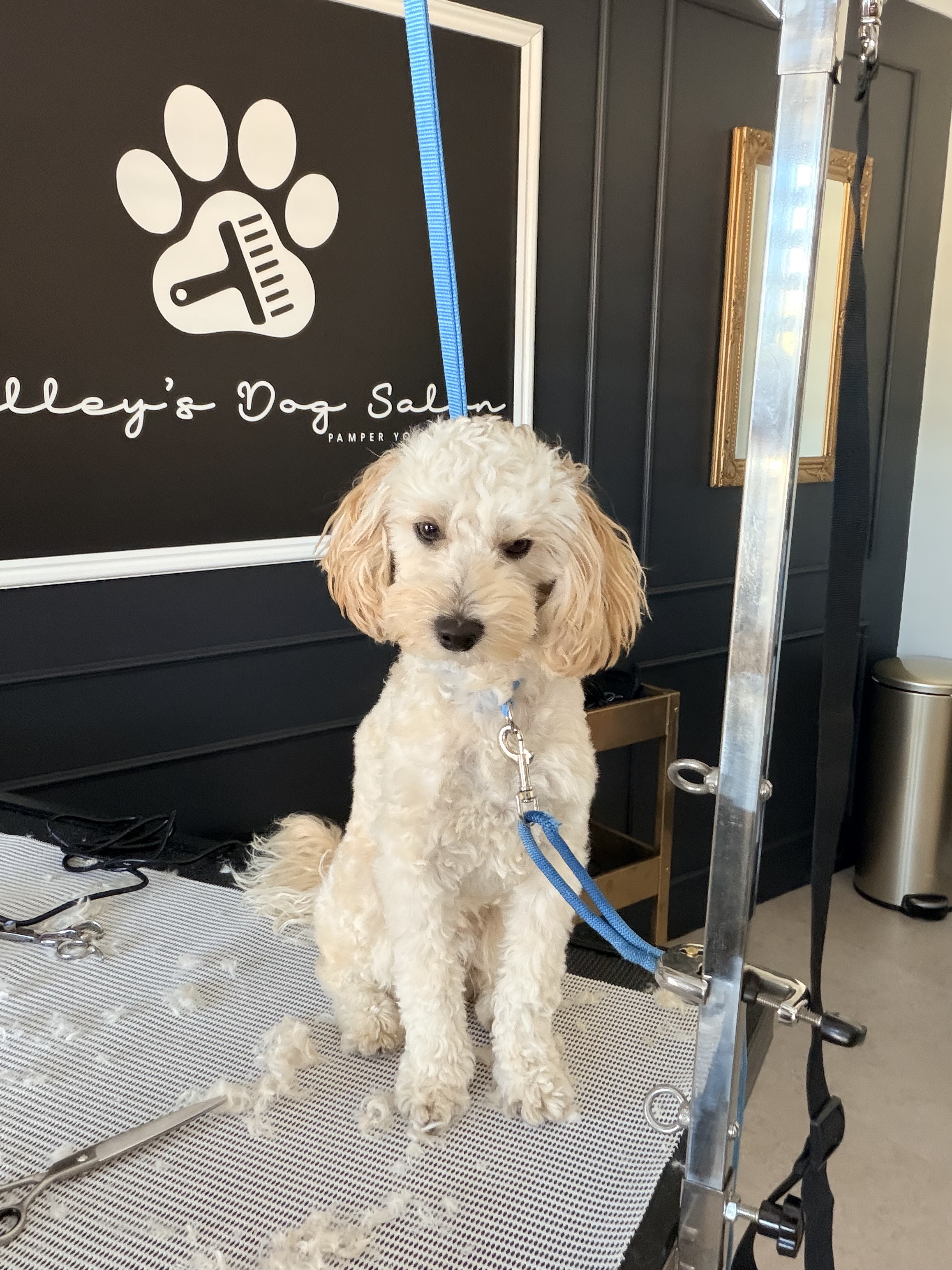 Full Groom: SM