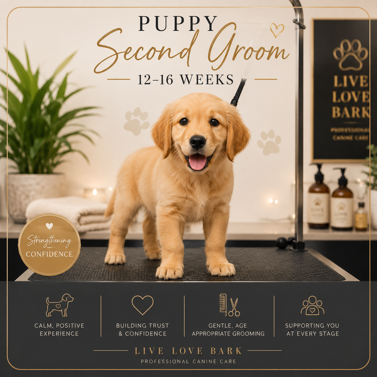 🐾 Puppy Second Groom • 12–16 Weeks – Strengthening Confidence
