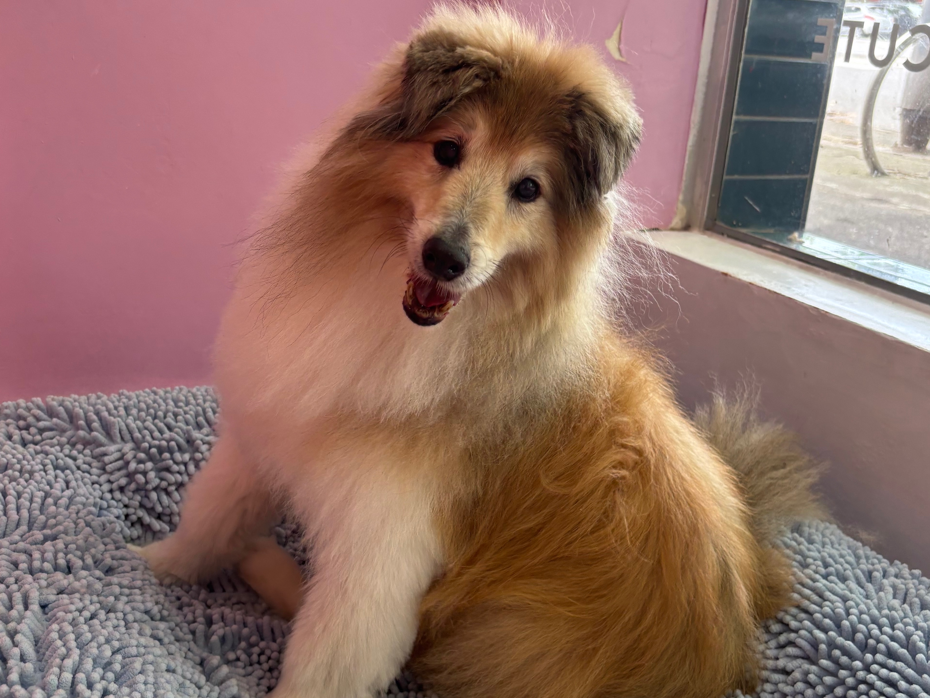 Long Hair Wash & De-Shed: Extra Small