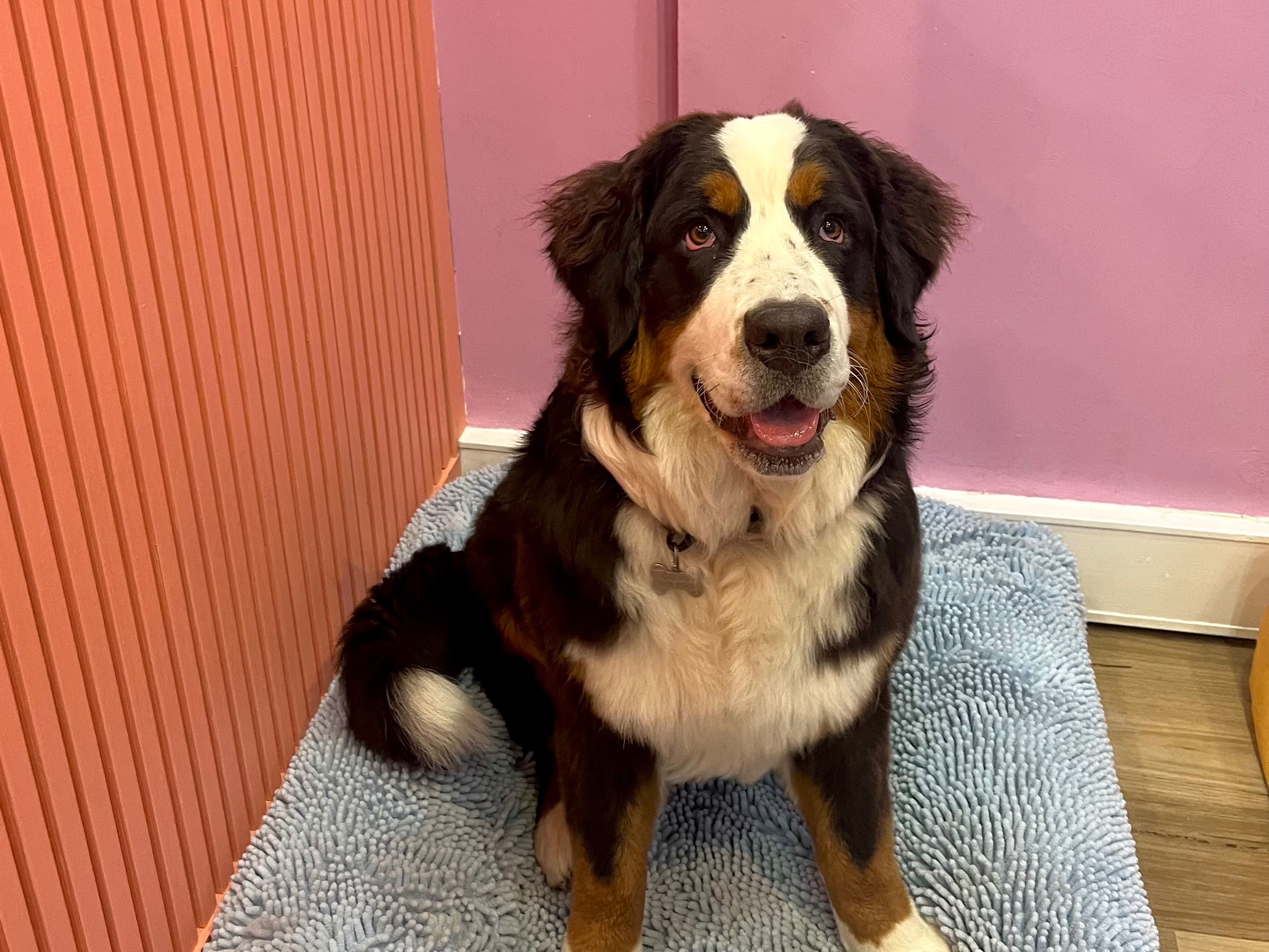 Short Hair Wash & De-Shed XL