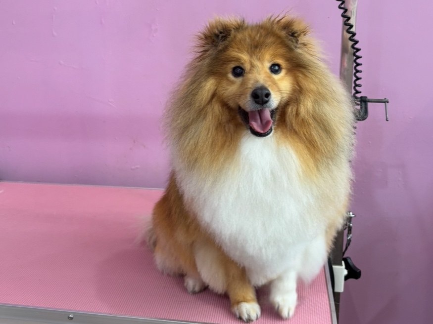 Long Hair Wash & De-Shed: Small