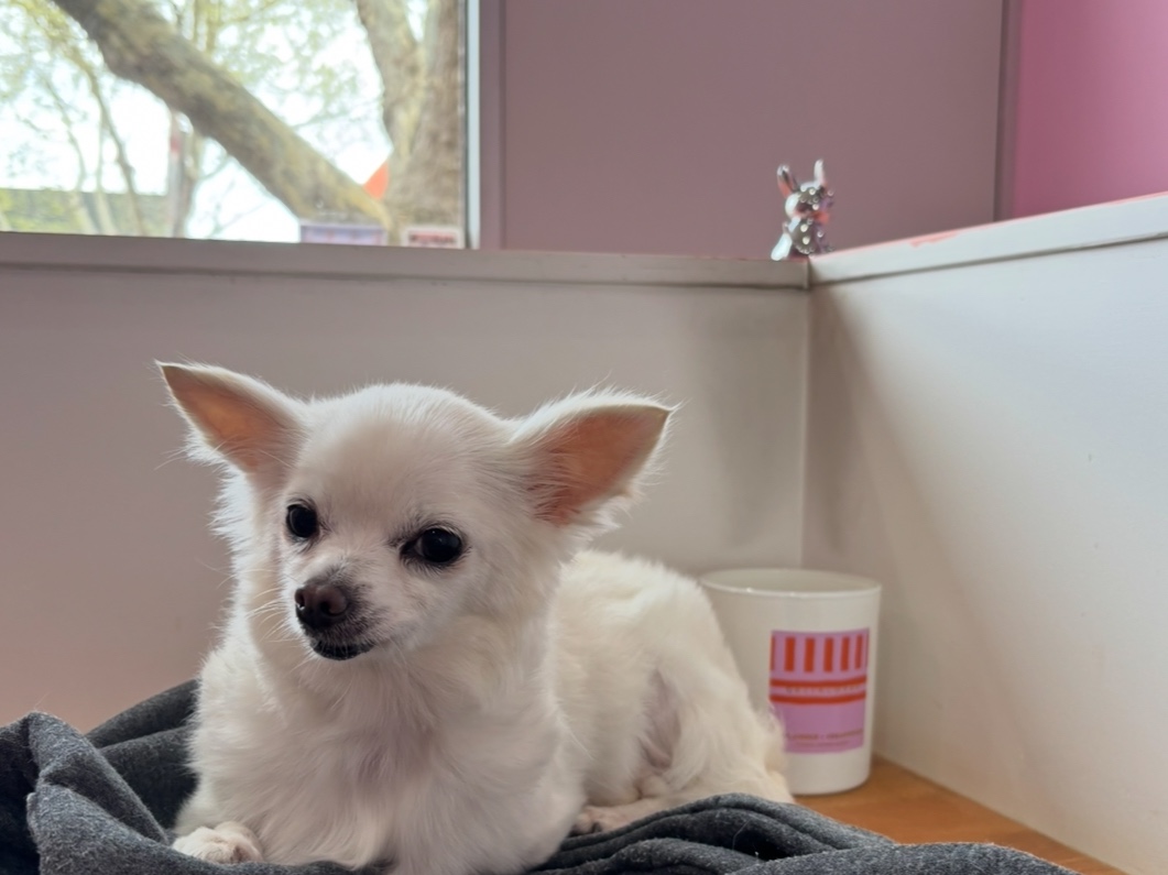 Short Hair Wash & De-Shed: Extra Small