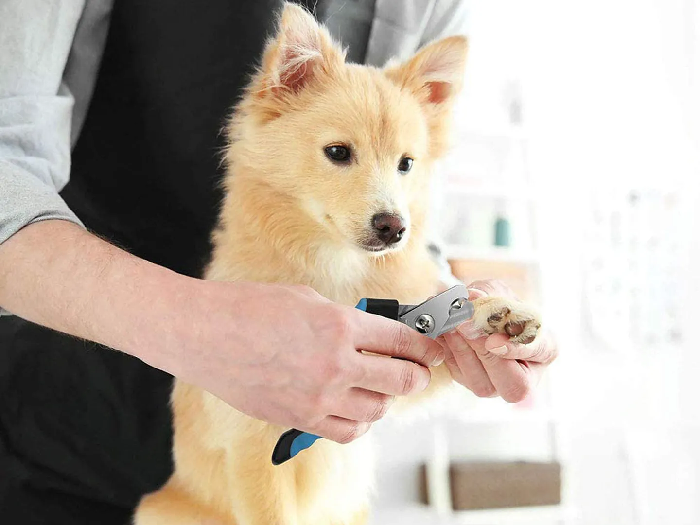 Nail Trim (included in all our Baths and Grooms)