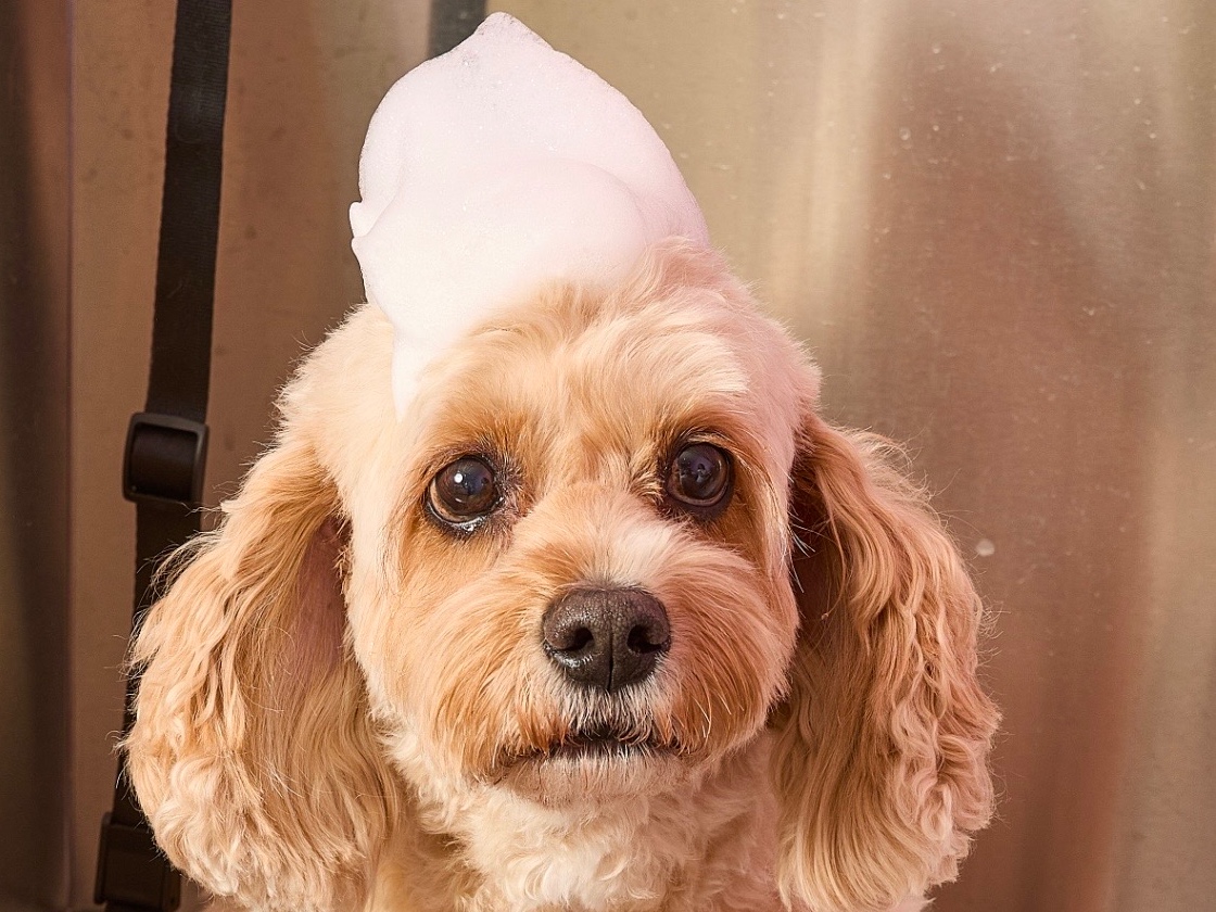 Wash & Blow Dry: Small