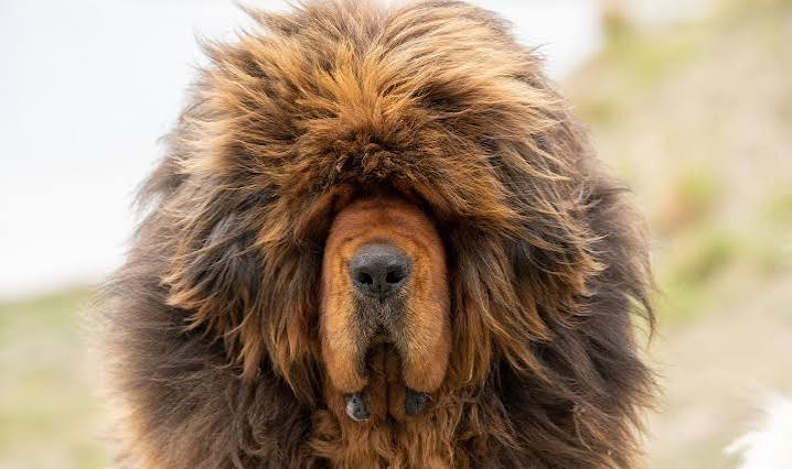 De-Shedding Intensive: Giant