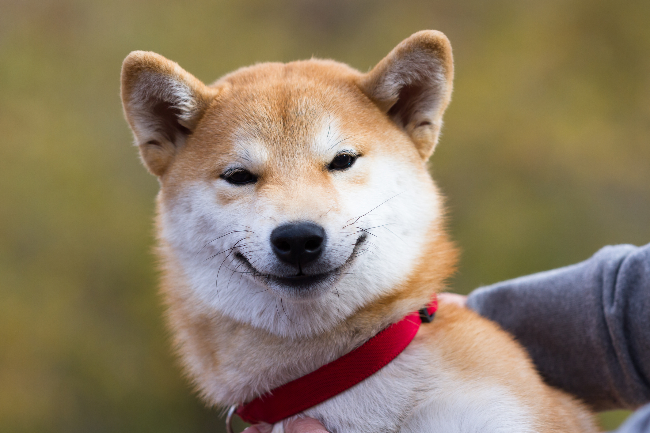 De-Shedding Intensive: M (typically heavy in spring and autumn)