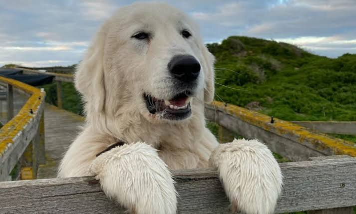 De-Shedding Intensive: XL (typically heavy in spring and autumn)