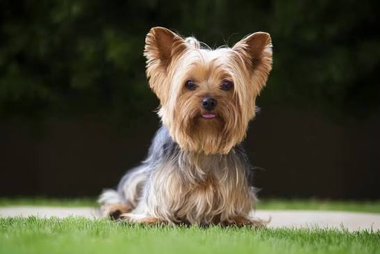 Full Groom: Toy