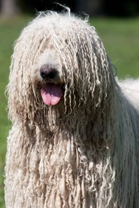 Full Groom: Giant