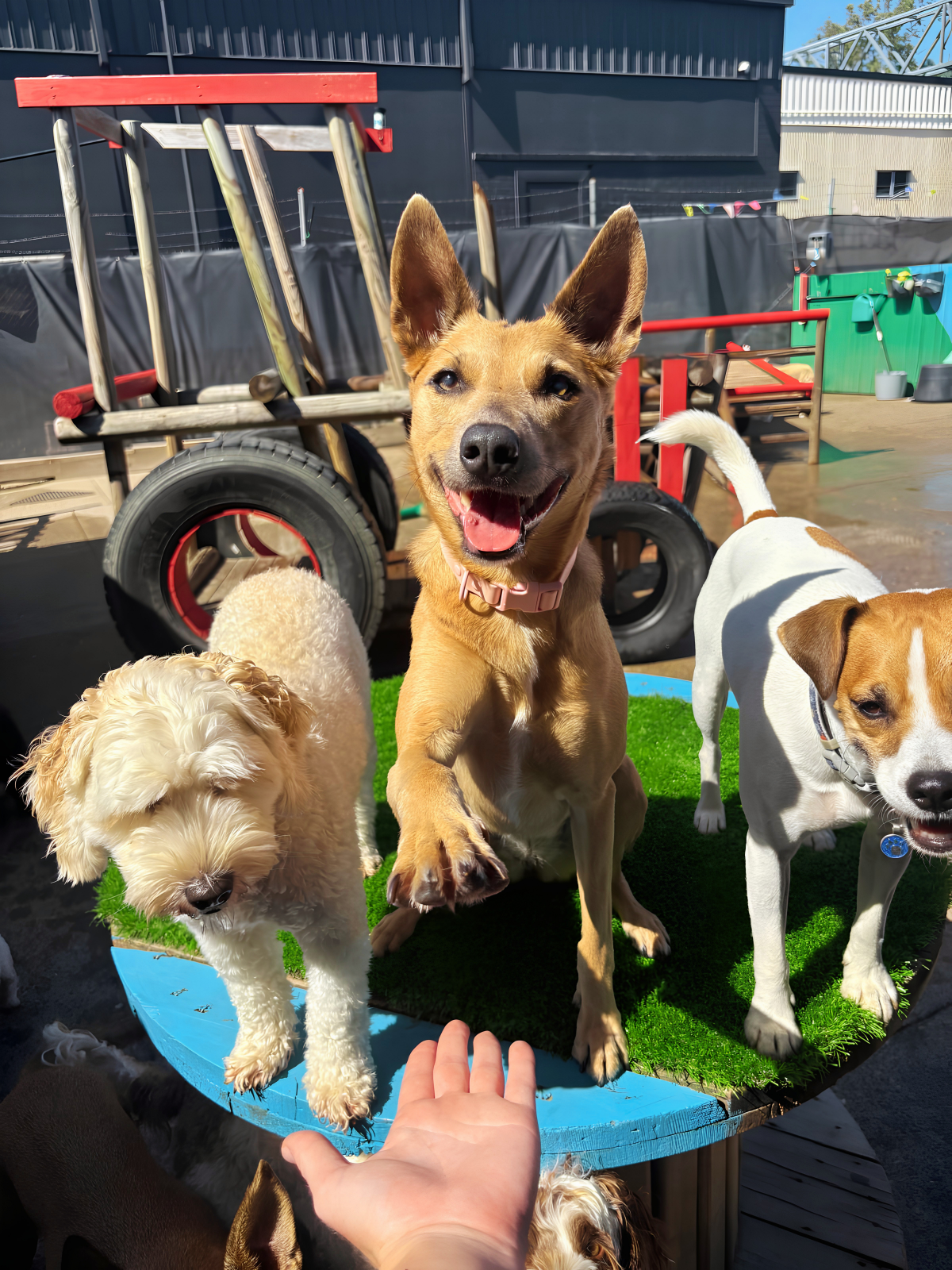 Daycare | Half Day (PM)