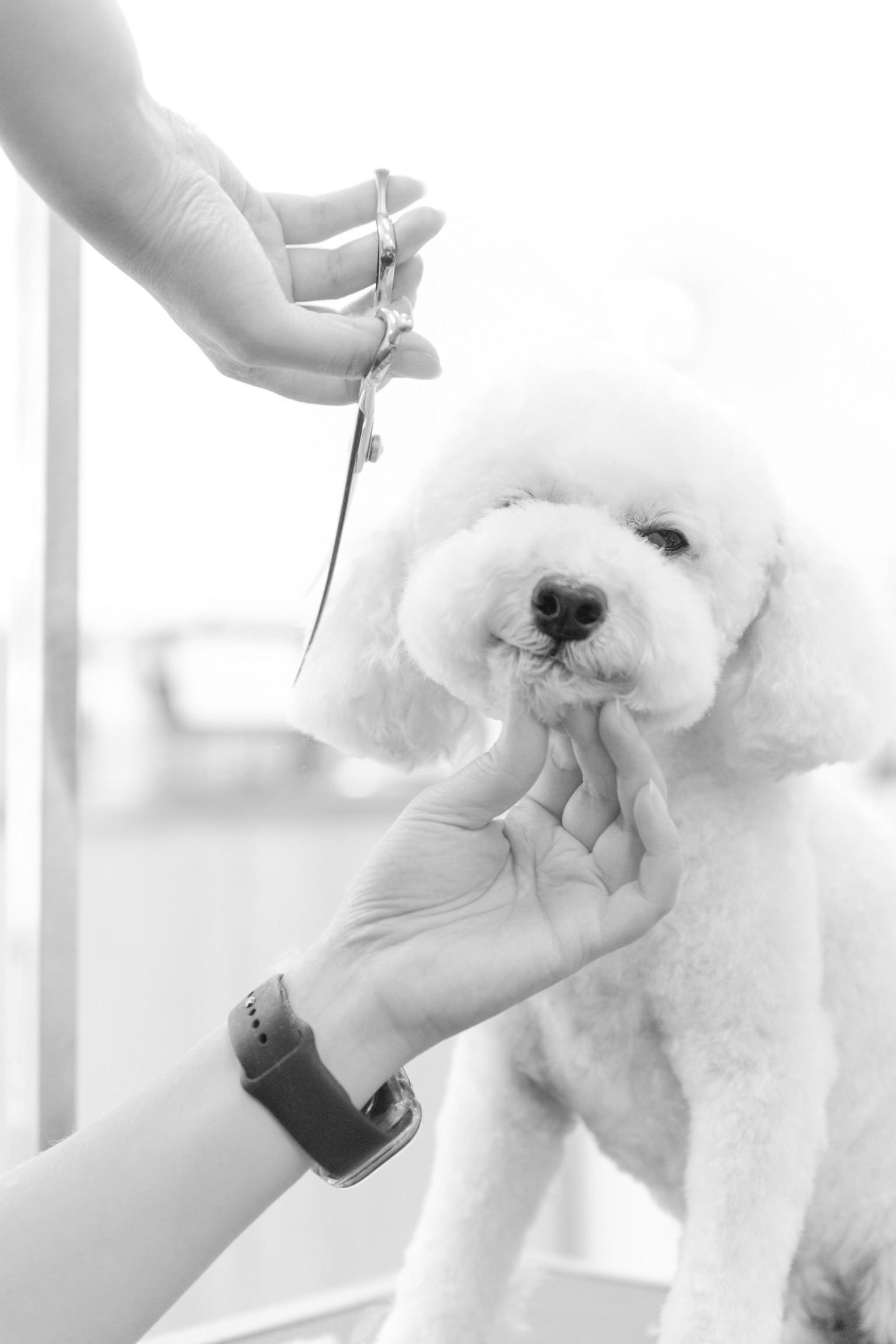 Full Groom - Large 16-20kg